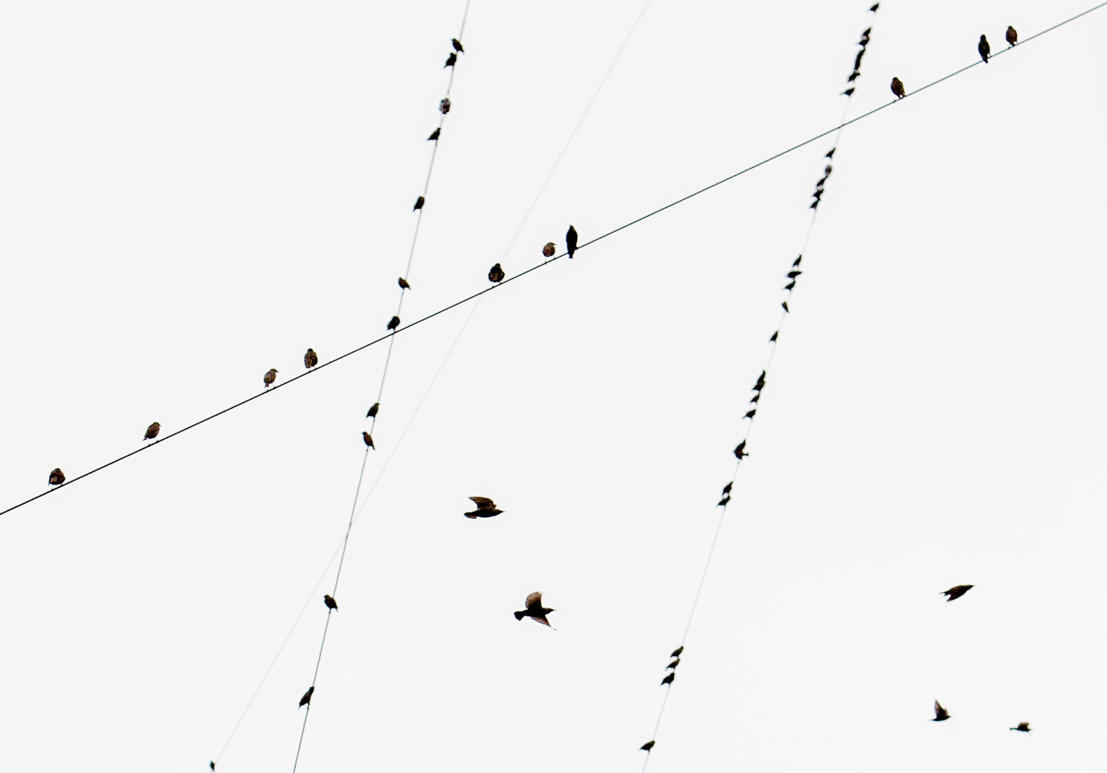 101210_birds on wire_Brooke Duthie photo-0010-4.jpg