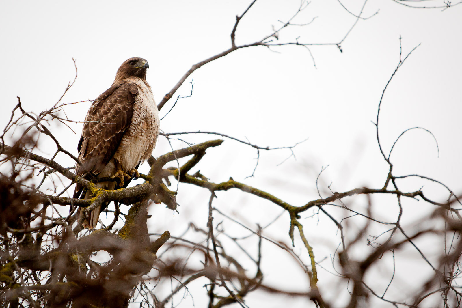 110114_Red Tail Hawk_Brooke Duthie photo-0082untitled_print res-Edit.jpg