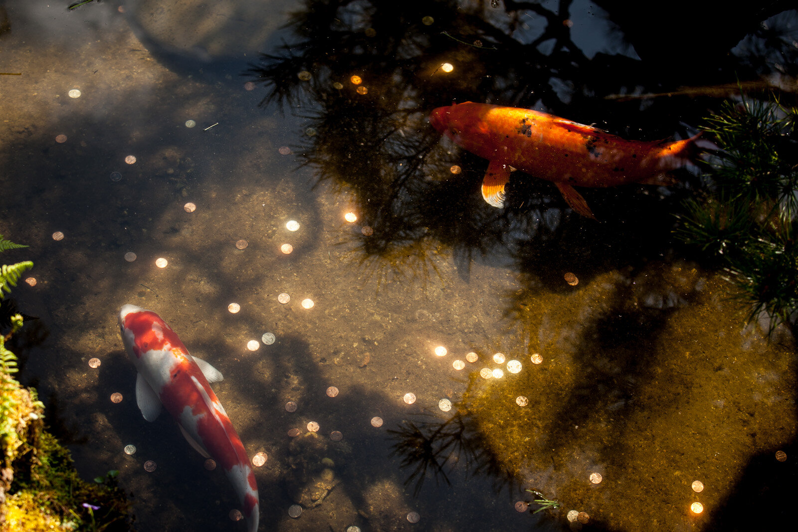 130328_GoldenGateJapaneseGardens-BrookeDuthiePhoto-0147.jpg