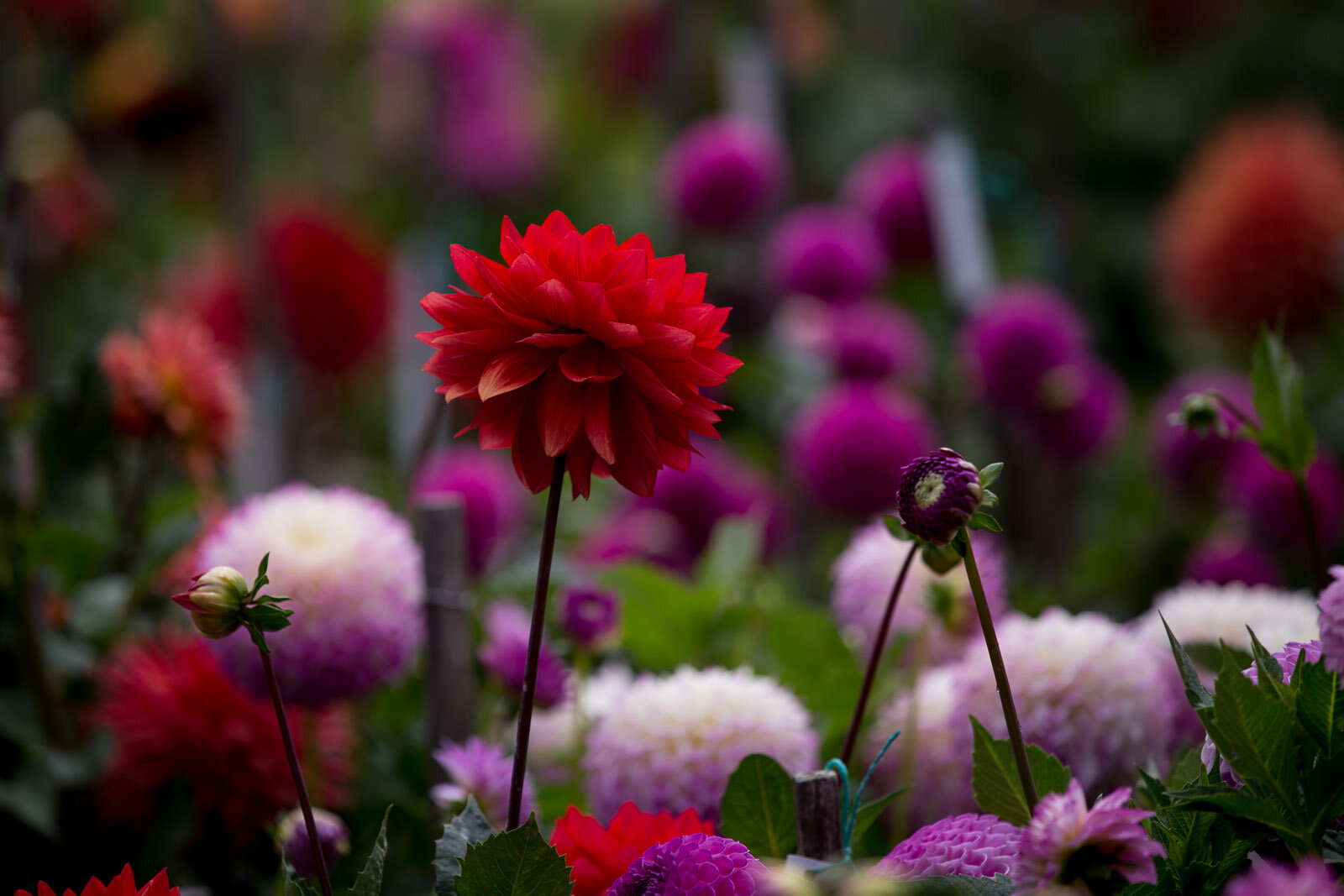 150811_SF-Flowers-BrookeDuthiePhoto_00191.jpg
