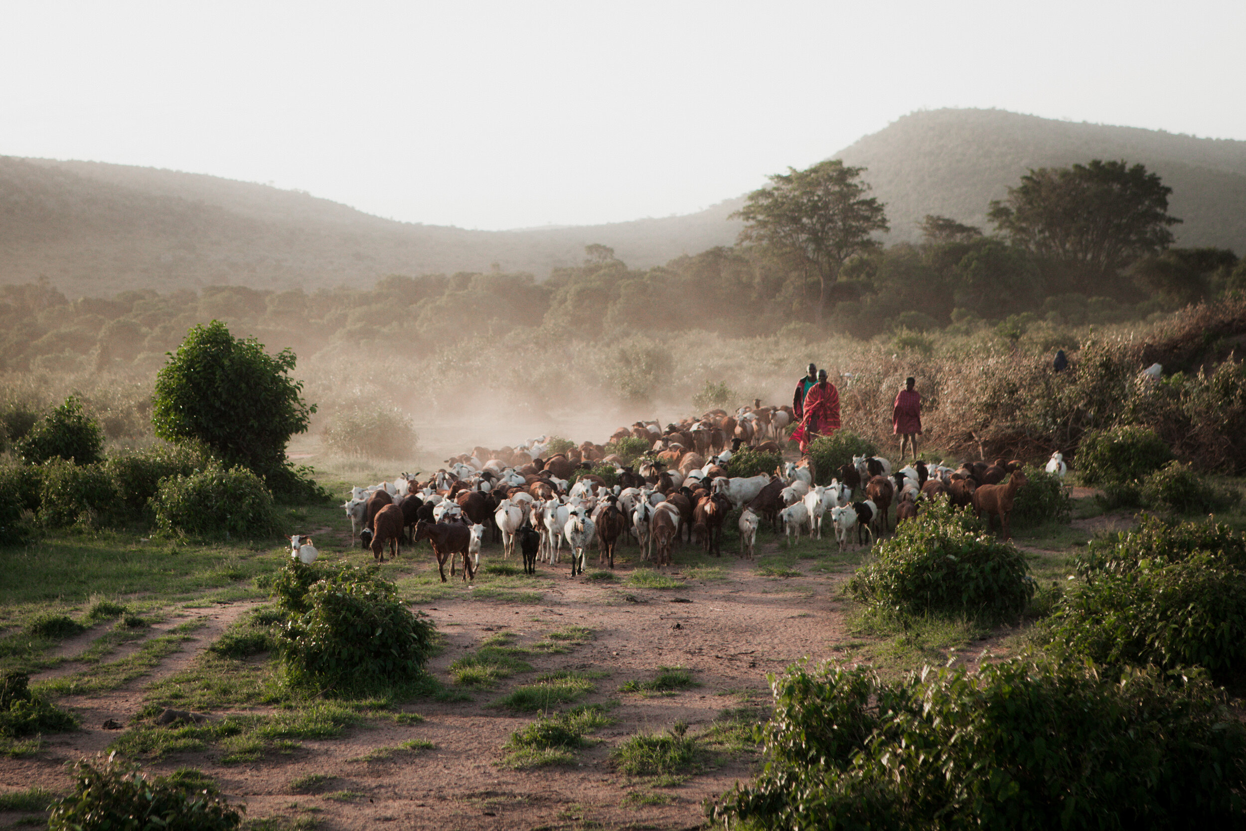 100313_masai_mara_BrookeDuthiePhoto-1440.jpg
