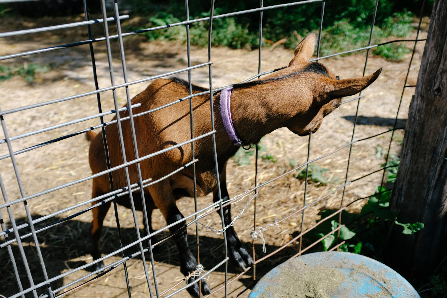 Farm (33 of 121).jpg