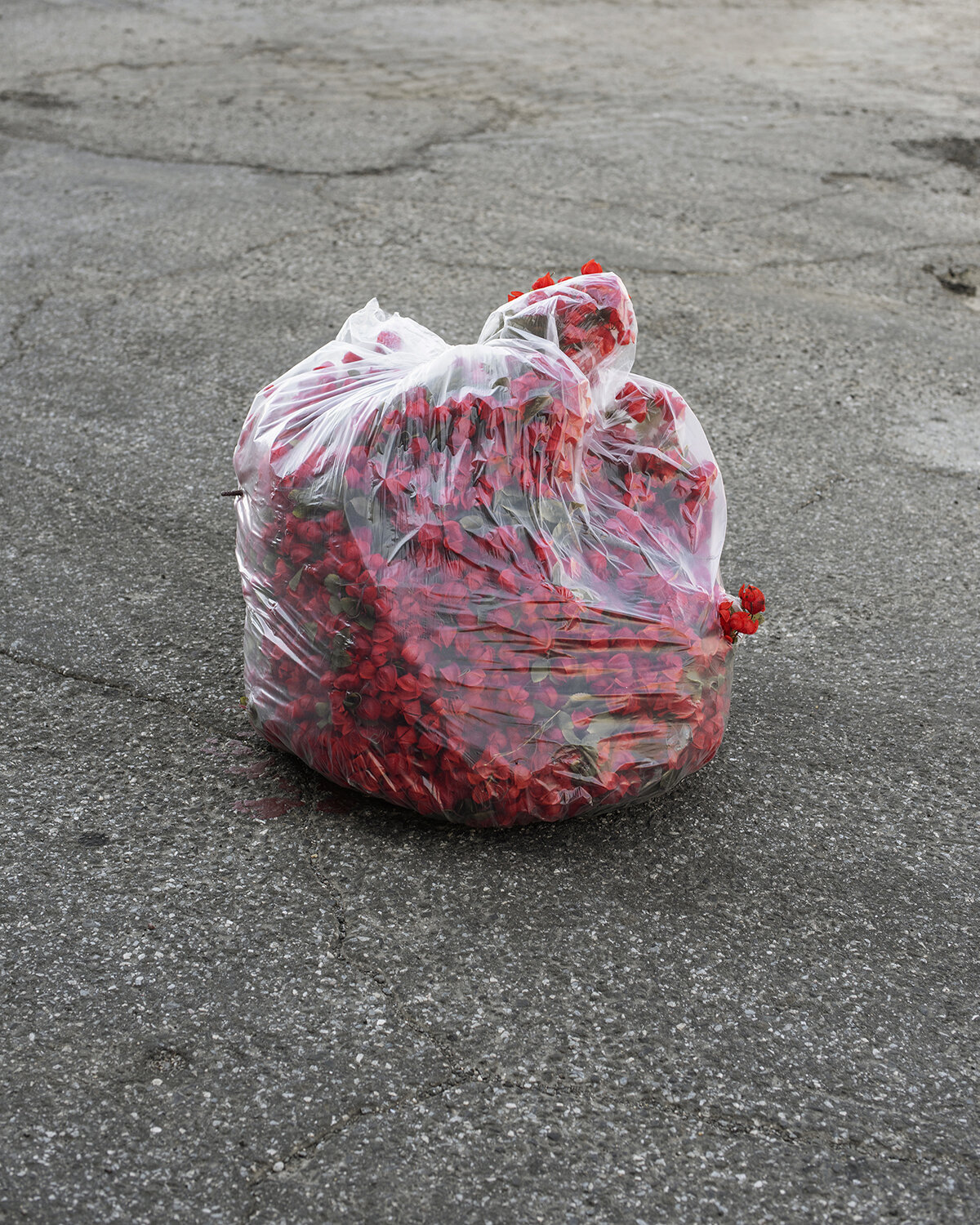 Bag_of_Flowers_1500.jpg