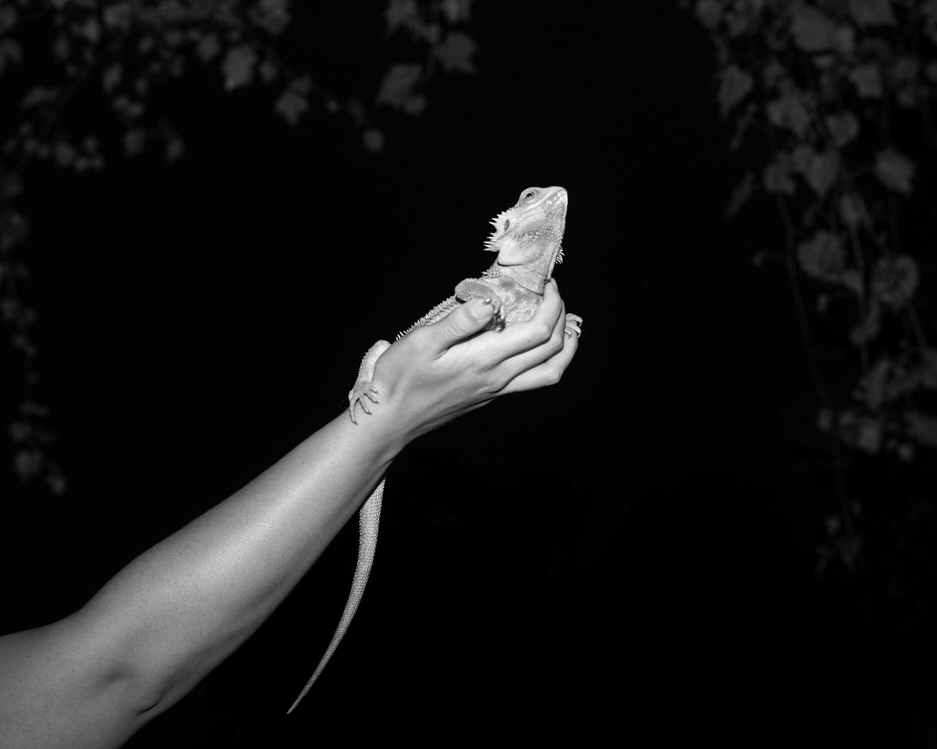 Bearded_Dragon_01_1500.jpg