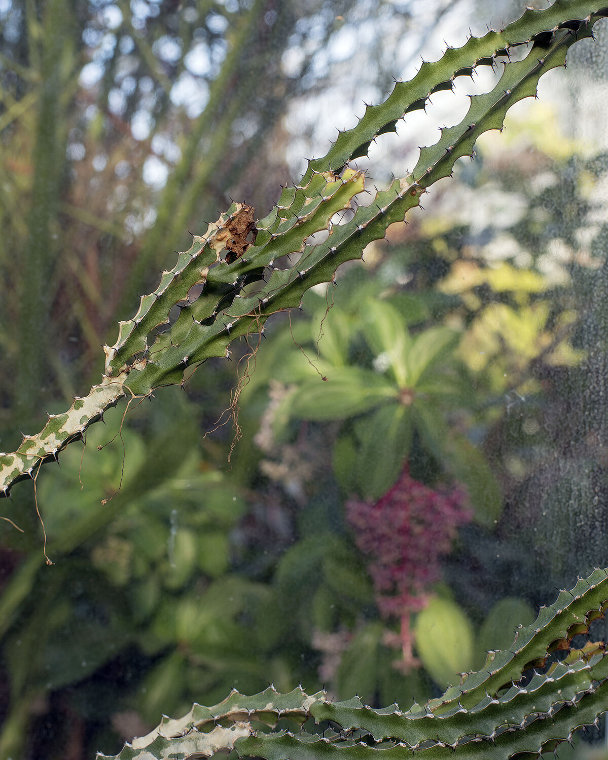 Botanical_1500.jpg
