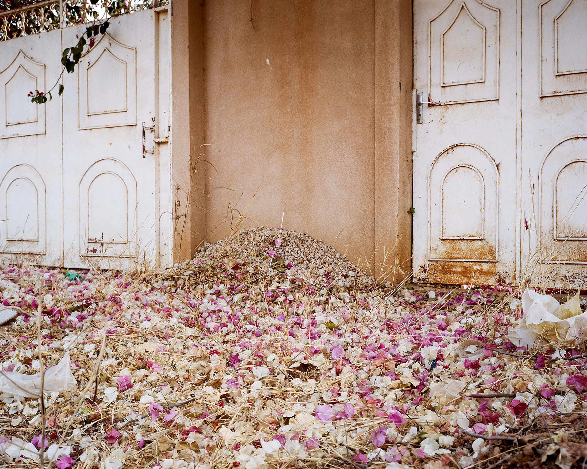 Flower_Petals_1500.jpg