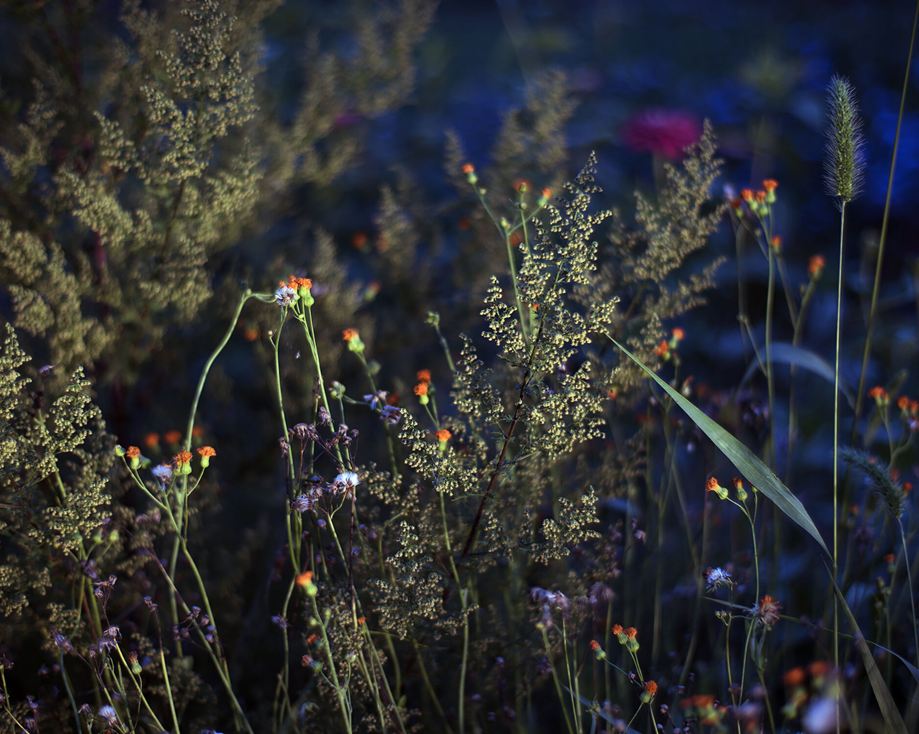 Garden_At_Night_1500.jpg
