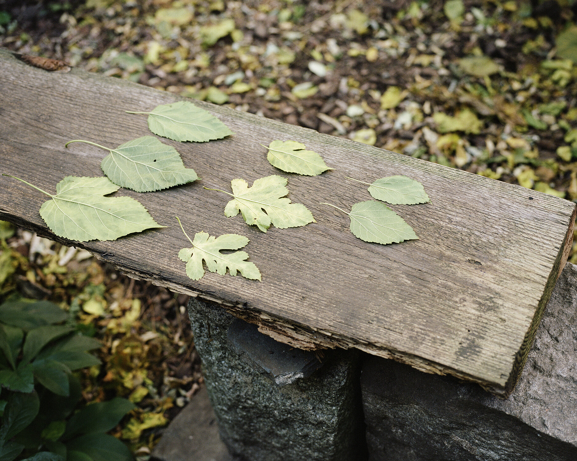 Leaves_1500.jpg