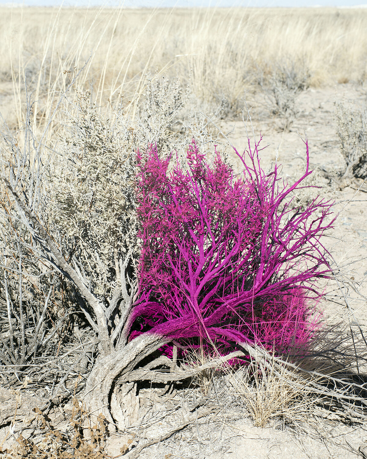 Pink_Desert_1500.jpg