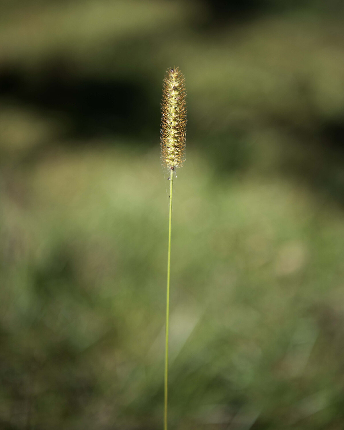 Activation_16_1500.jpg