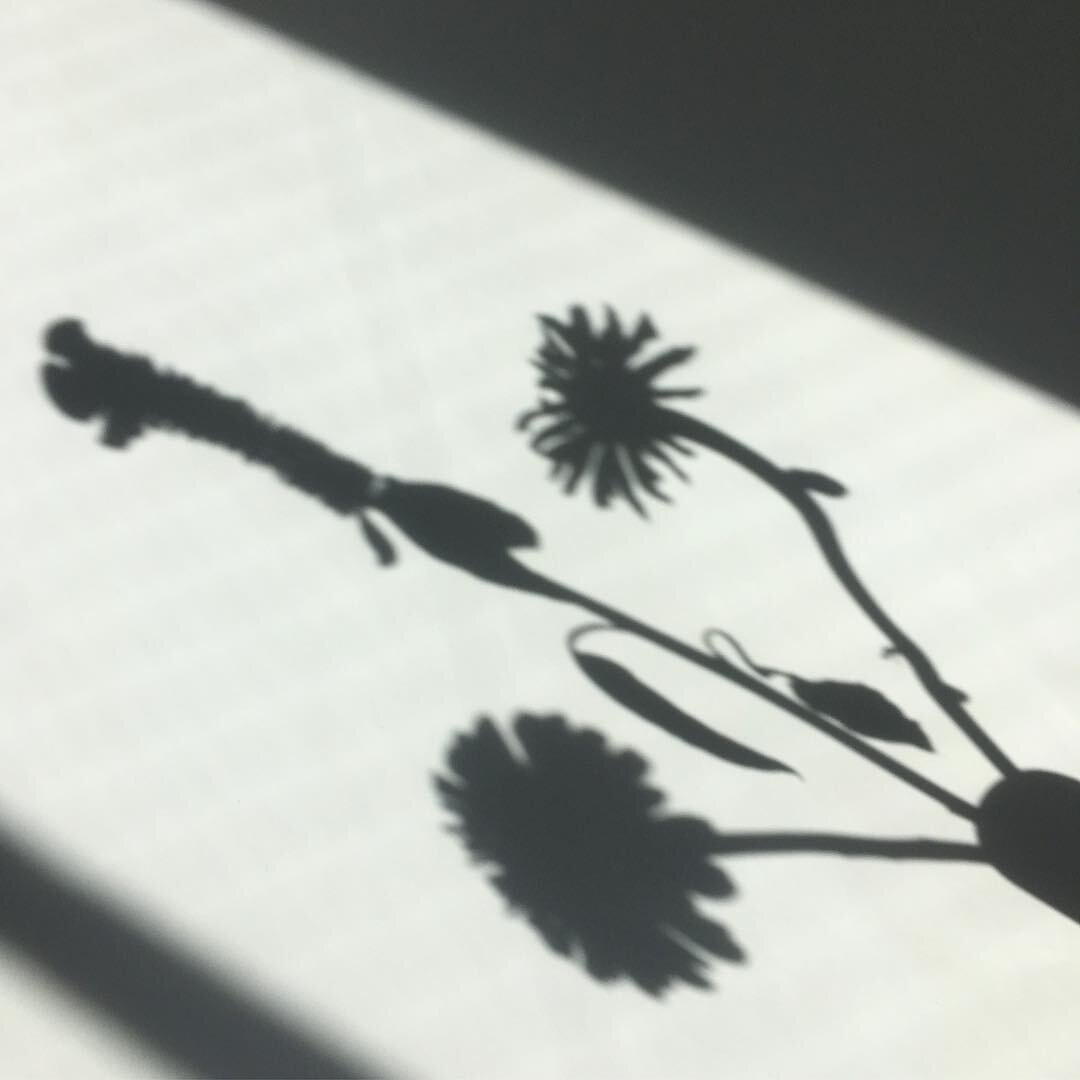 14488138_864681120298902_8621316023951294464_n.jpg