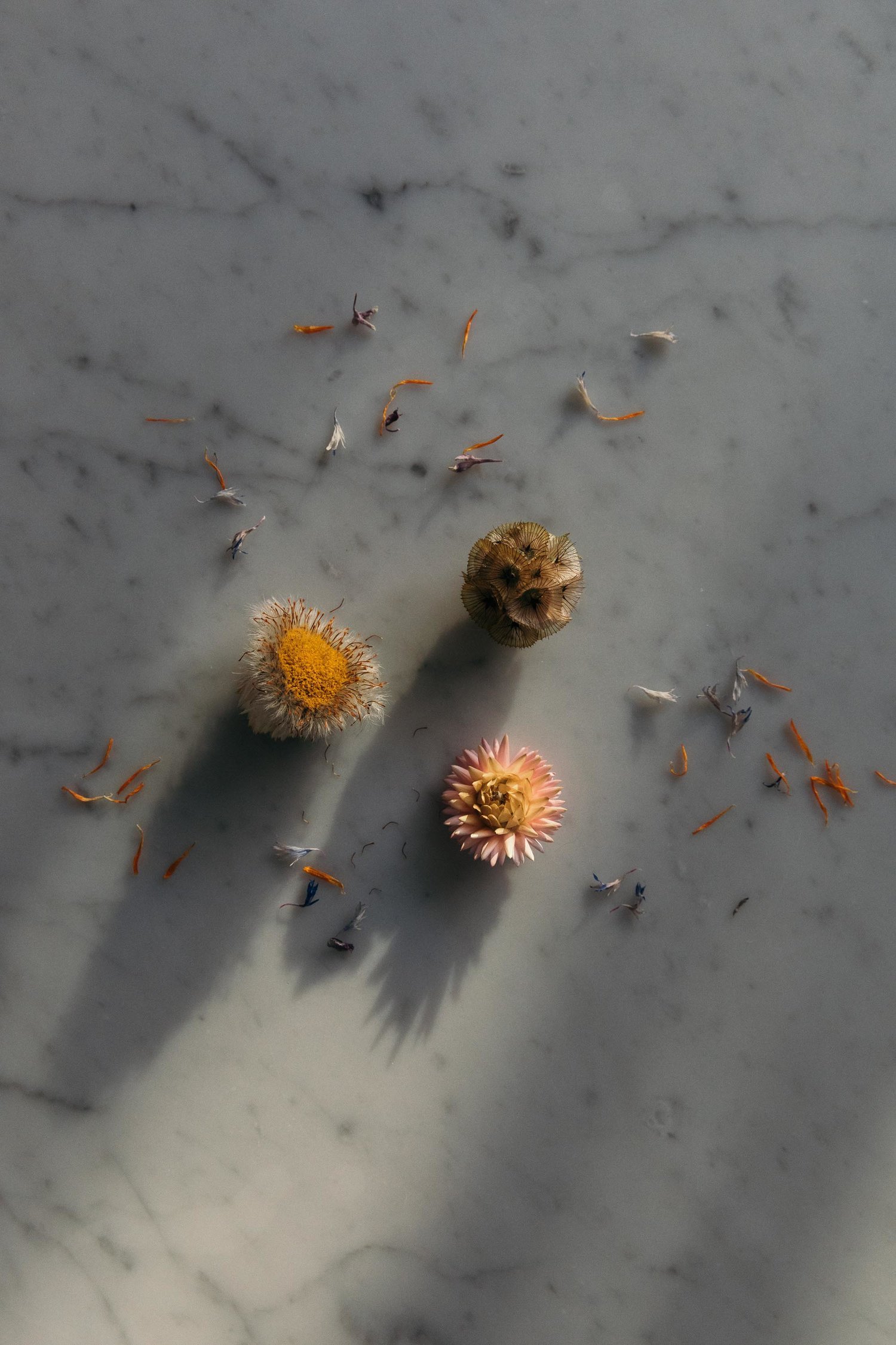 OHM_Still Life_07.jpg