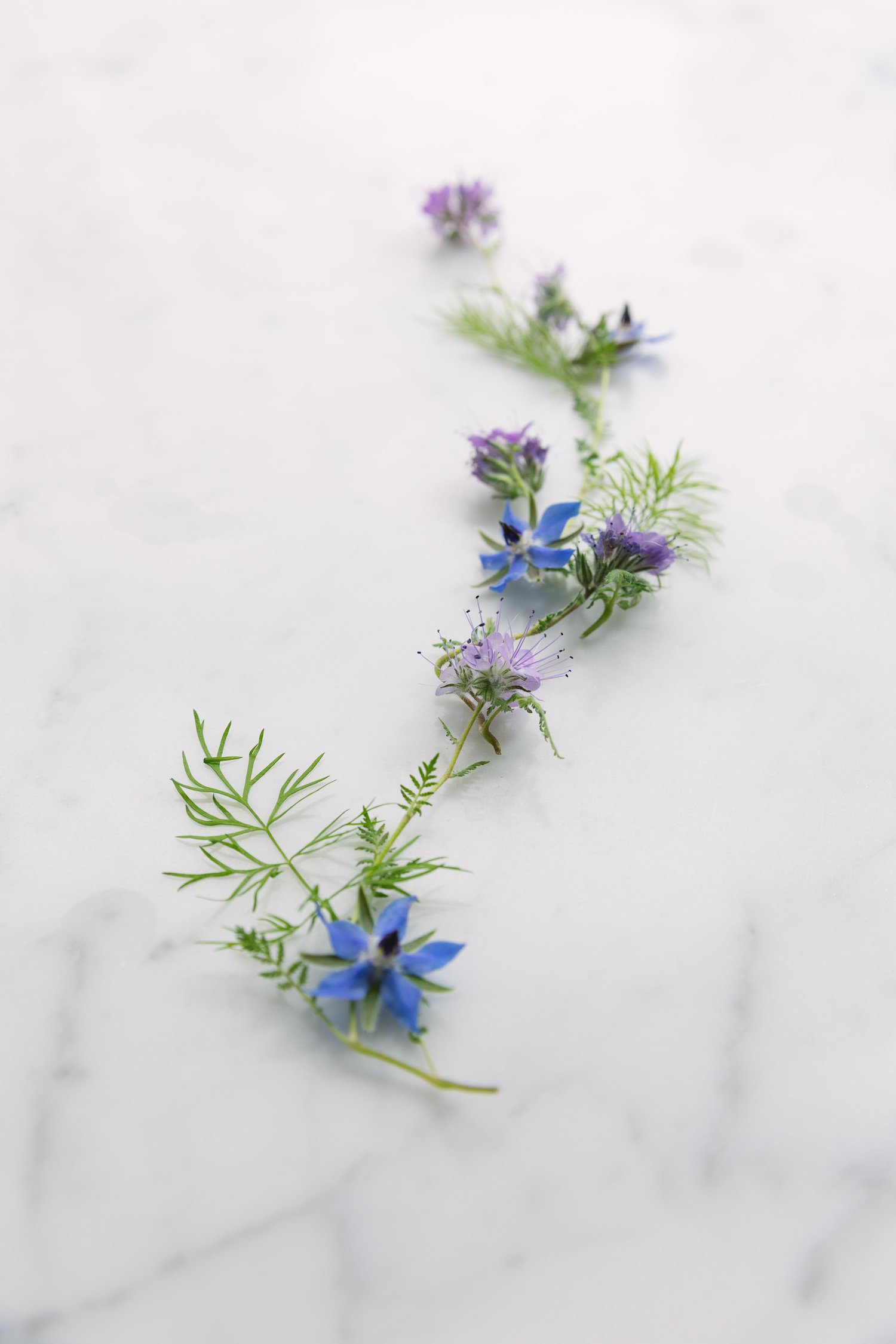 OHM_Still Life_10.jpg