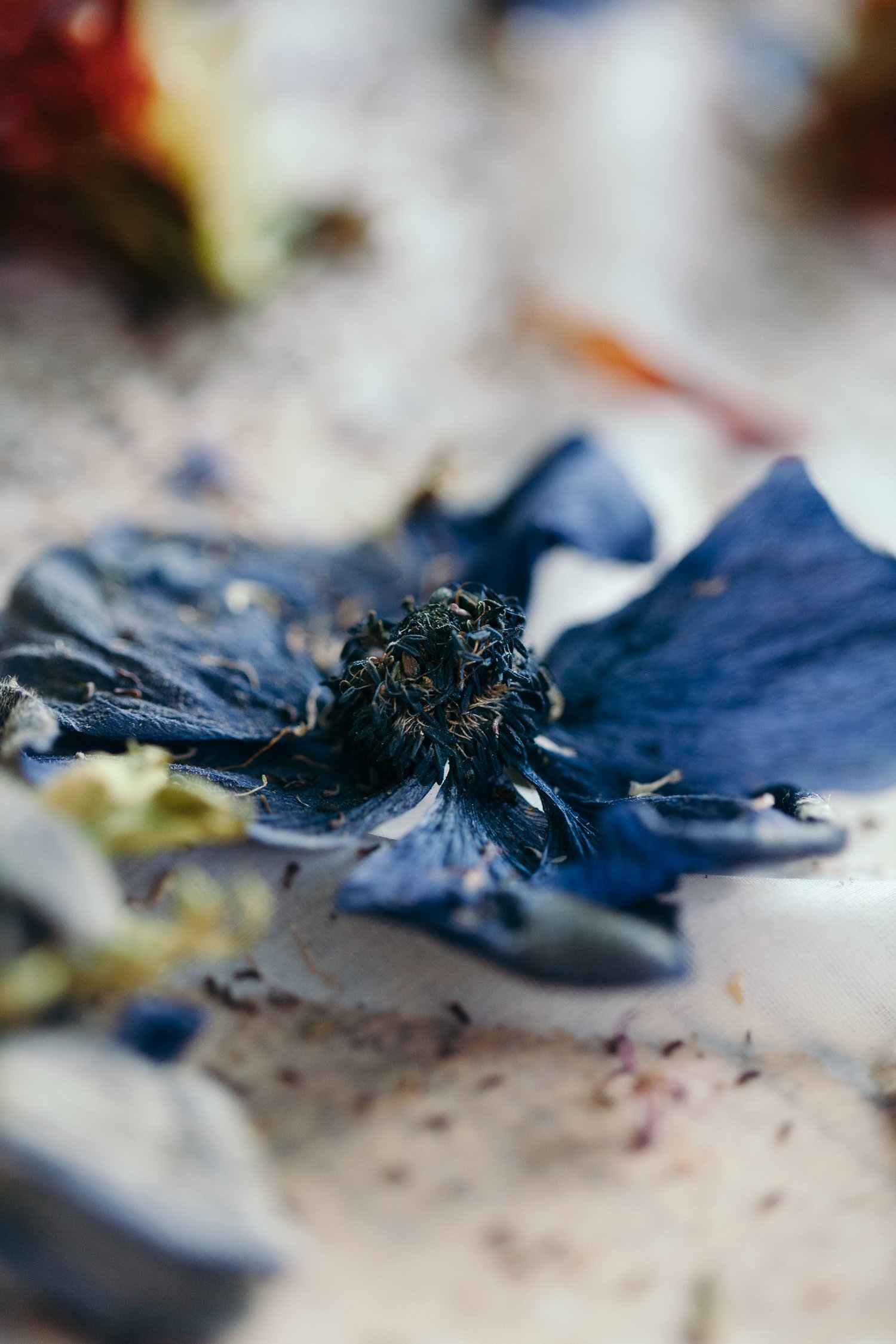 OHM_Still Life_11.jpg