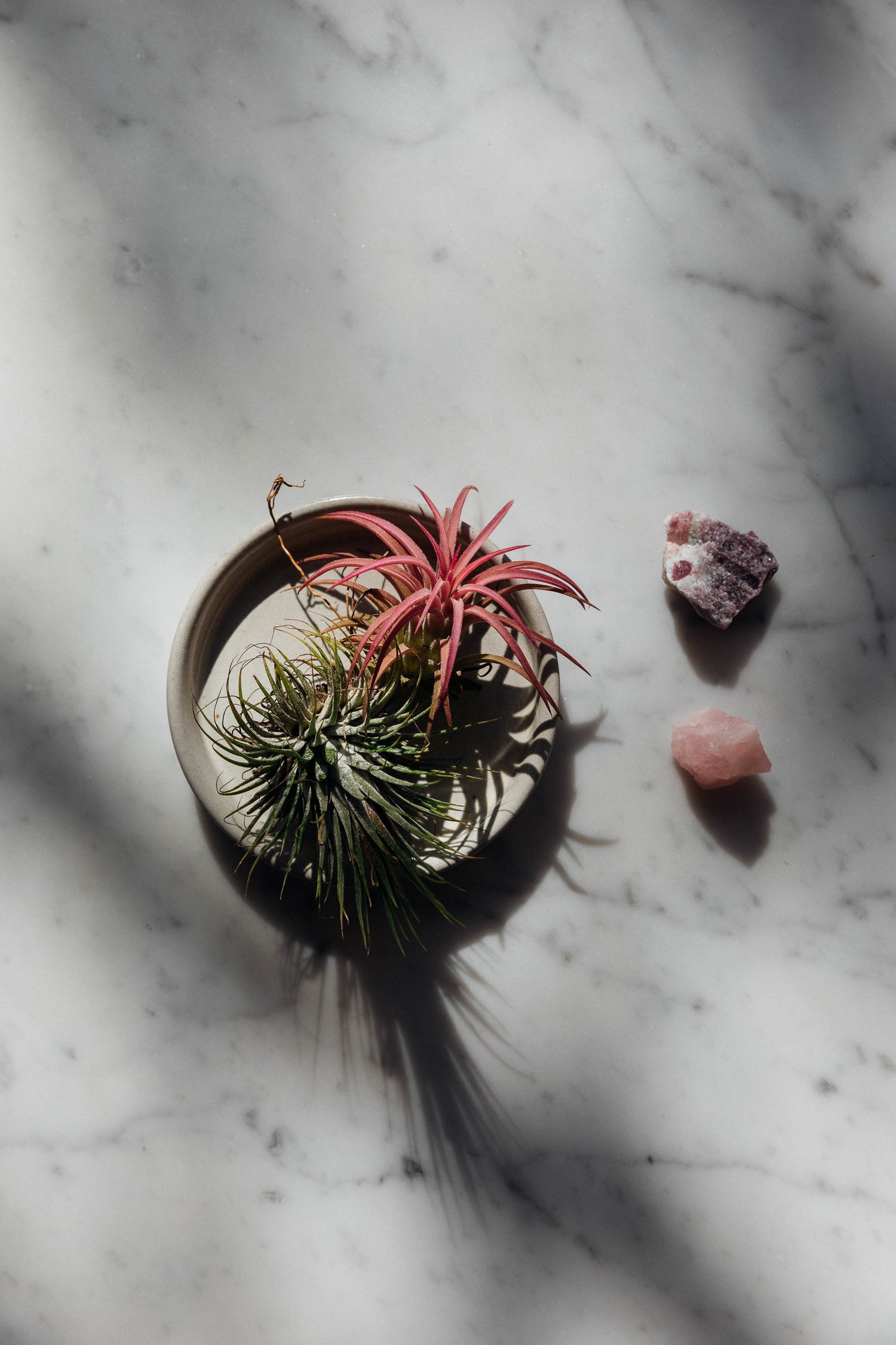 OHM_Still Life_12.jpg