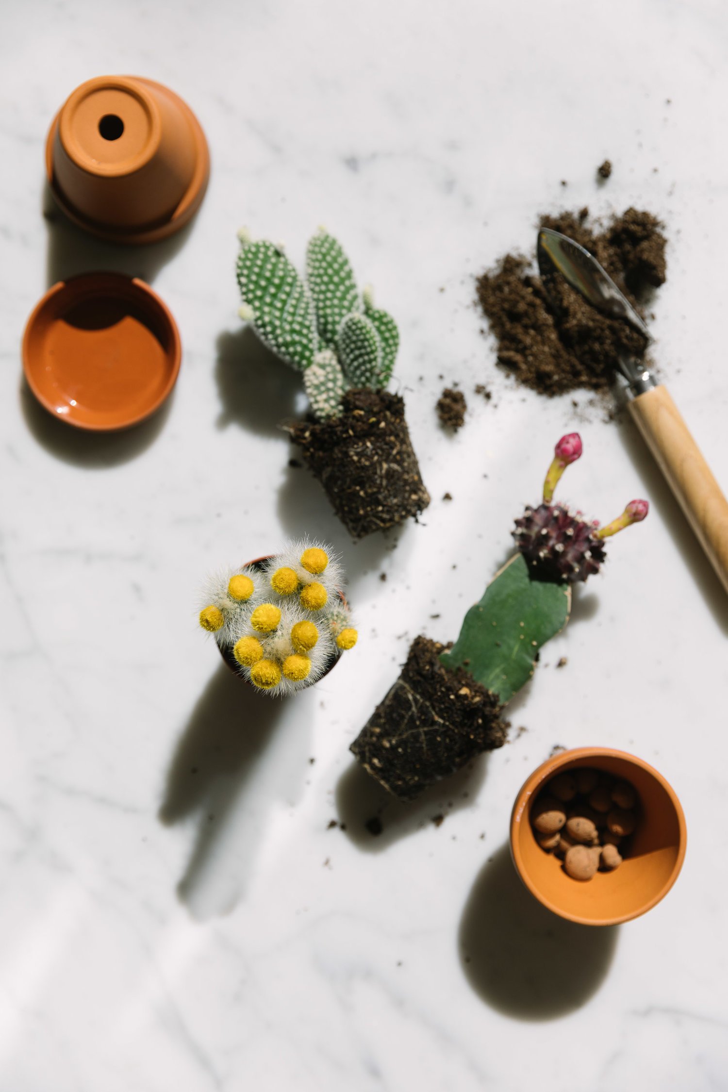 OHM_Still Life_14.jpg