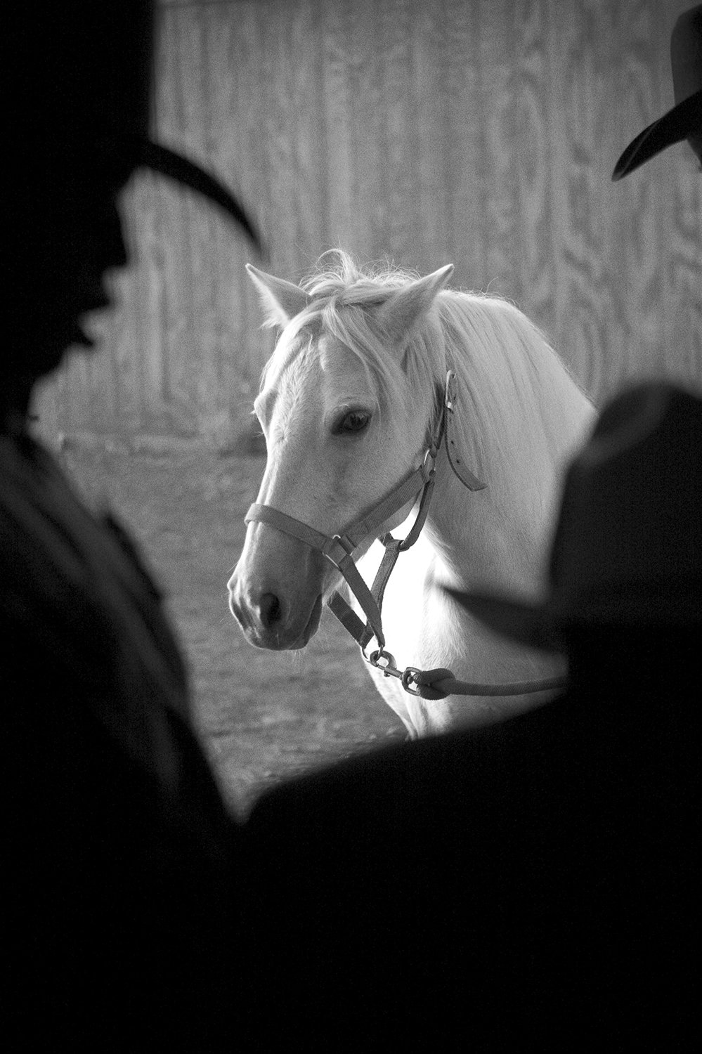 RAGLAND_BLACK COWBOYS09.jpg