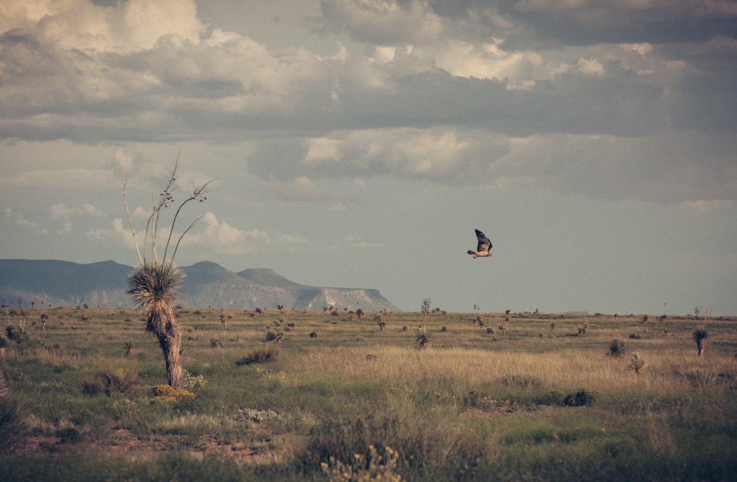 RAGLAND_WEST TEXAS01.jpg