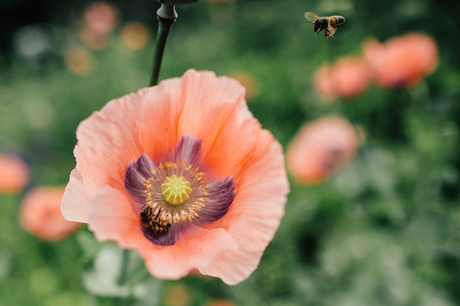 RAGLAND_LAND STEWARDS01.jpg