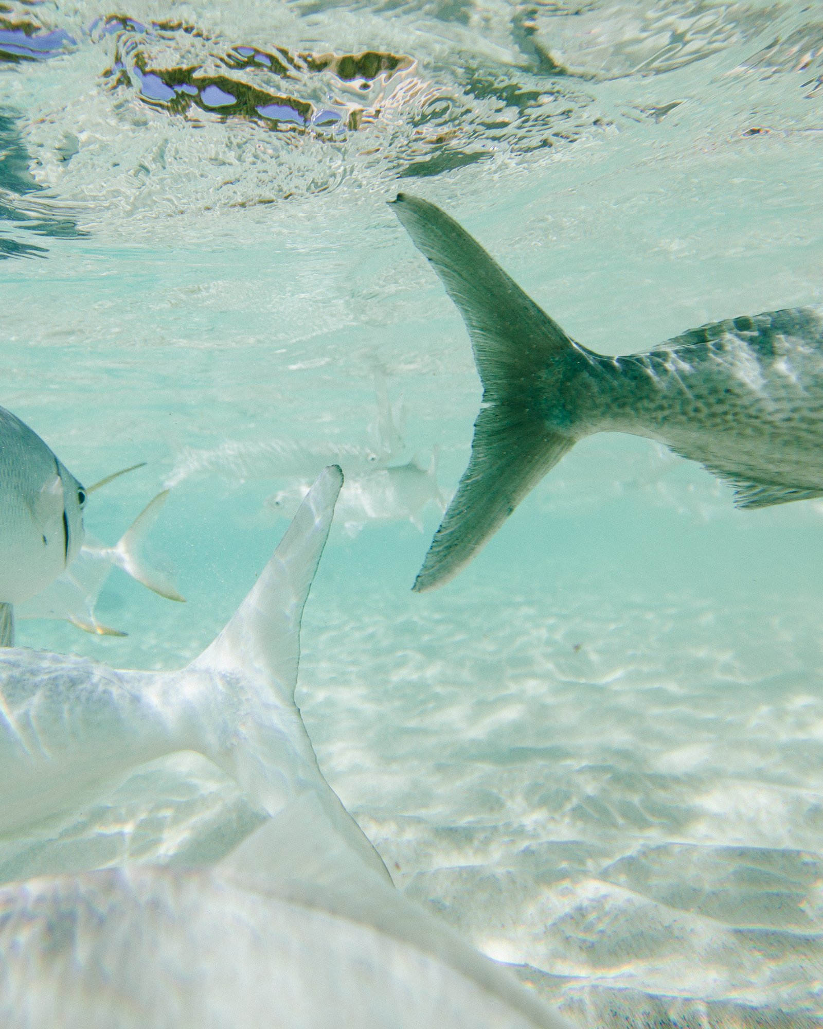 CHS0030_Sapphire Seven_underwater-18.jpg