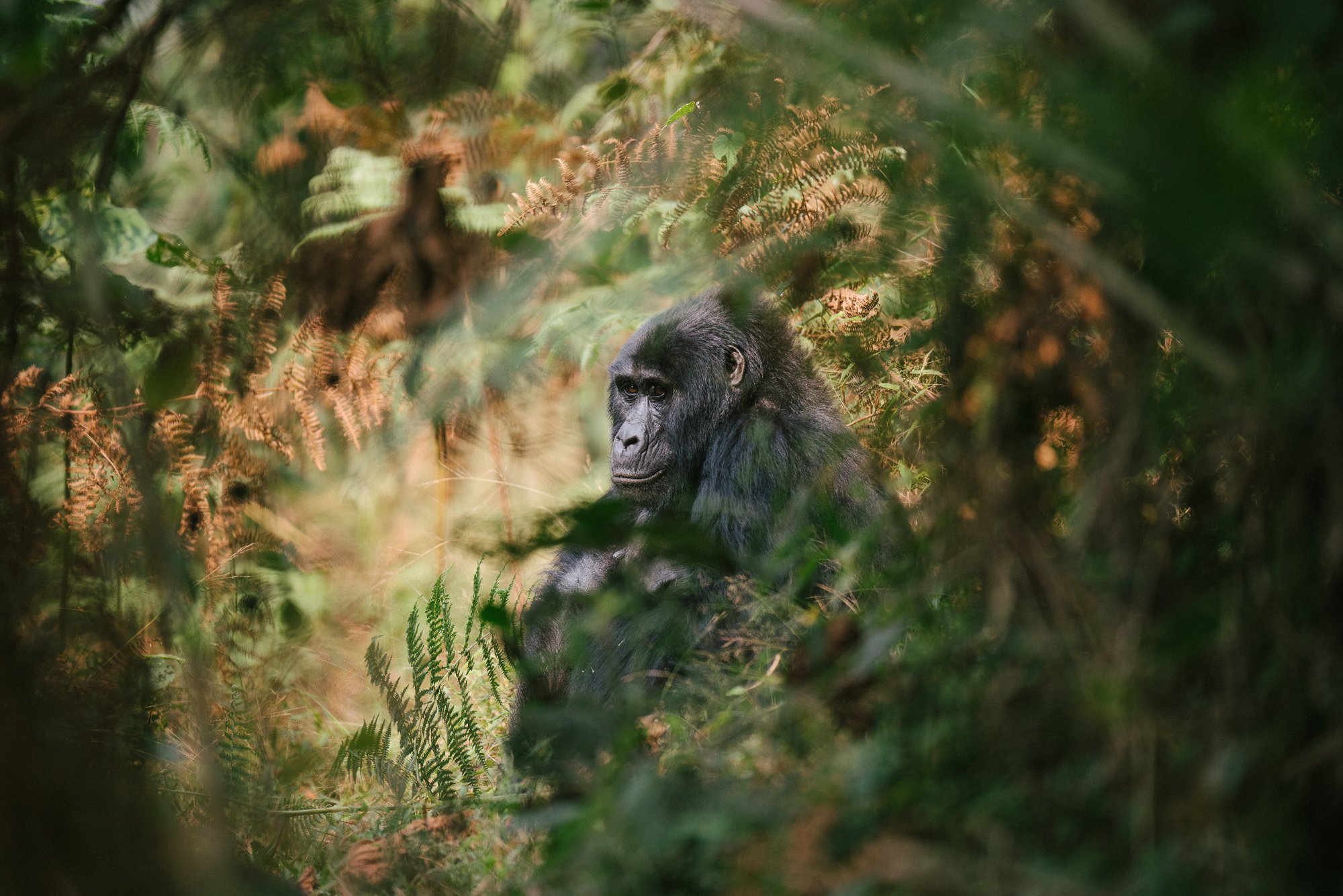 CHS0030_SapphireSeven_Gorilla Tracking_-10.jpg