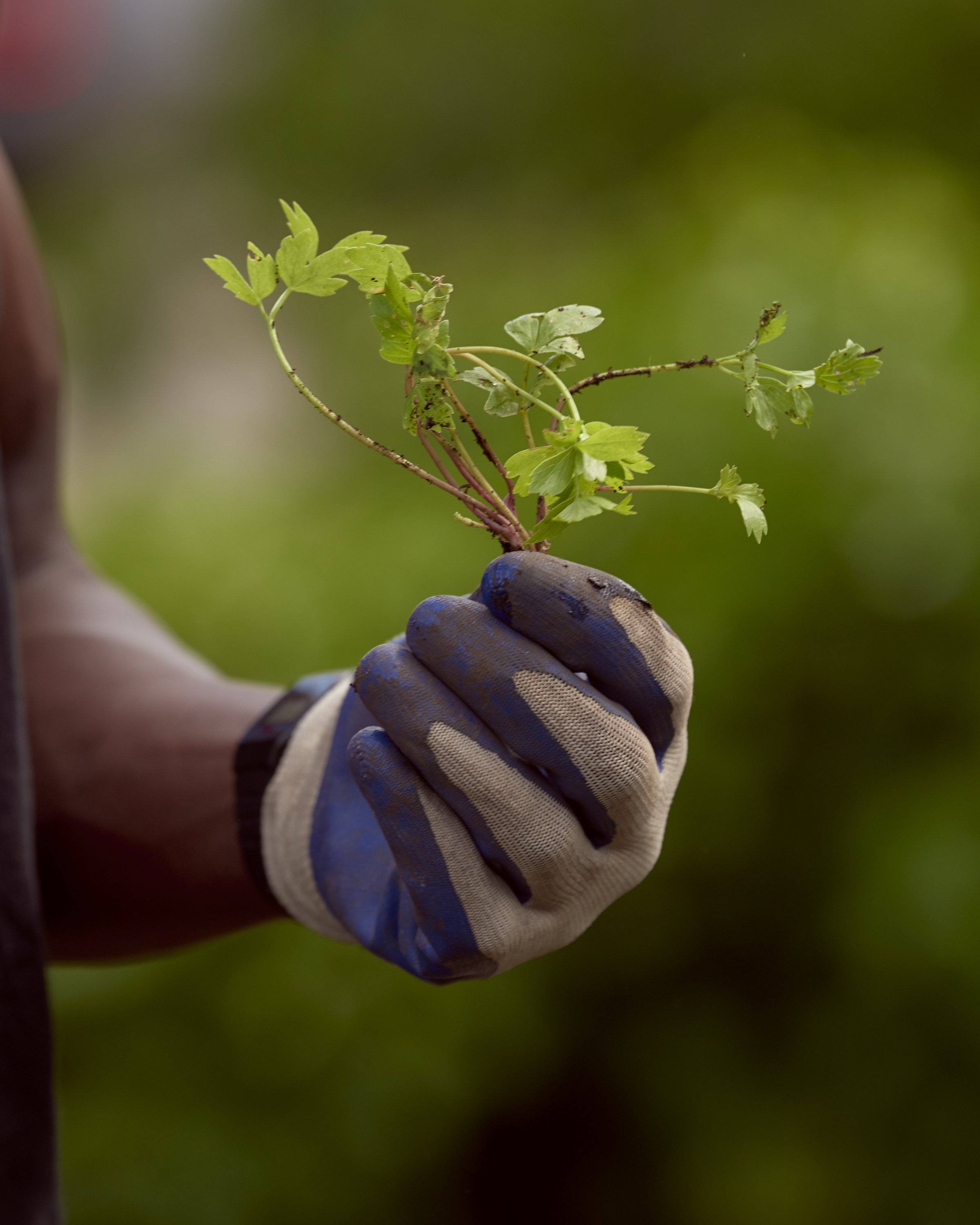 NURTURING_ROOTS_05_05_2020_159.jpg