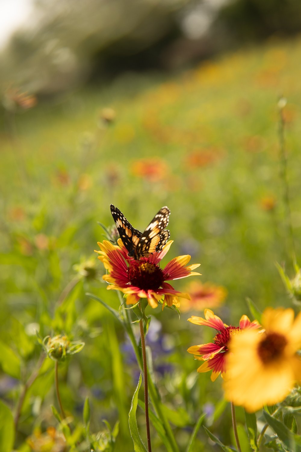DescribeTheFauna_NewWorkProofs_4Q0A0314.jpg