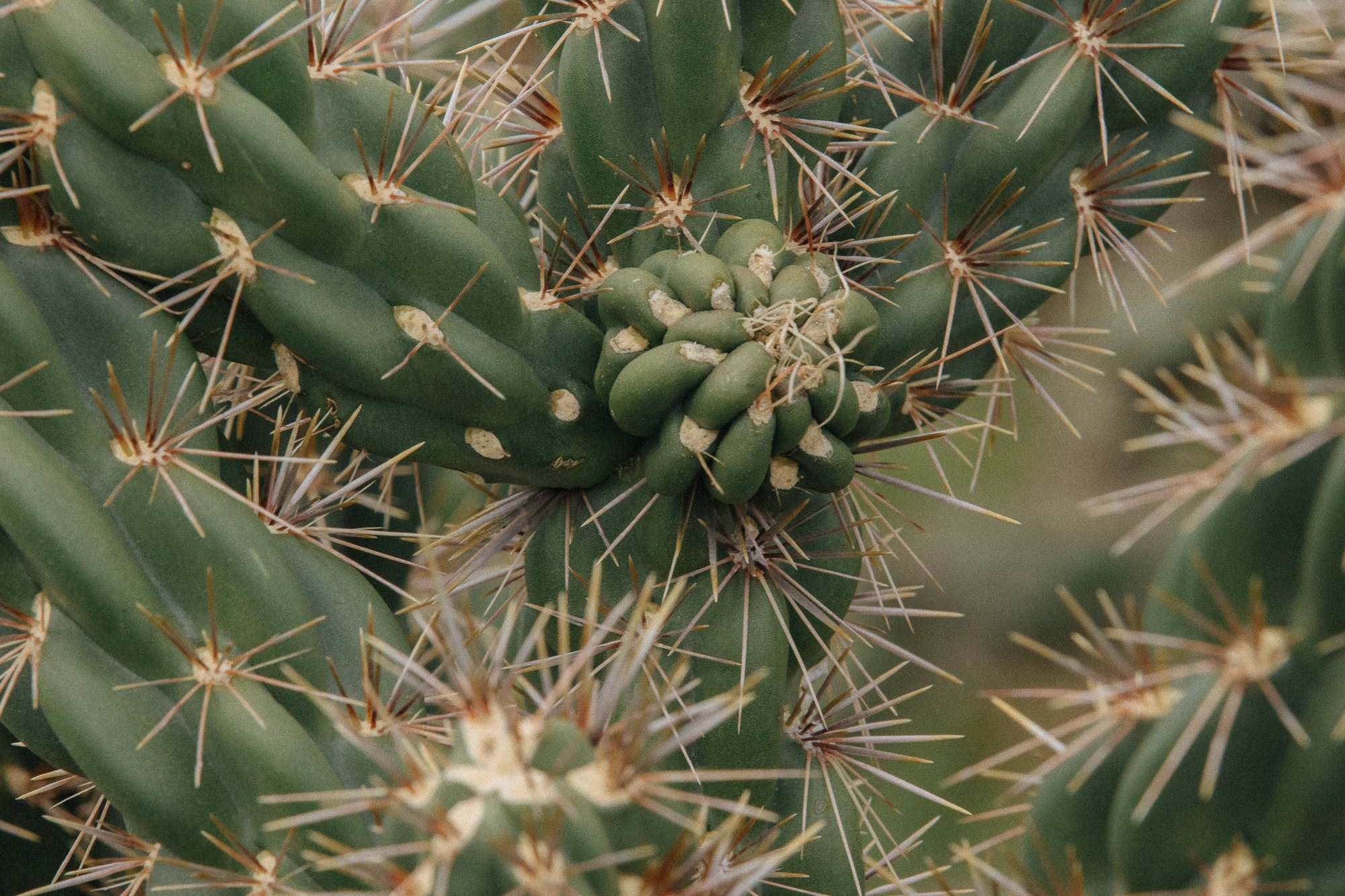DescribeTheFauna_Dust_SombraSantaFe-39.jpg