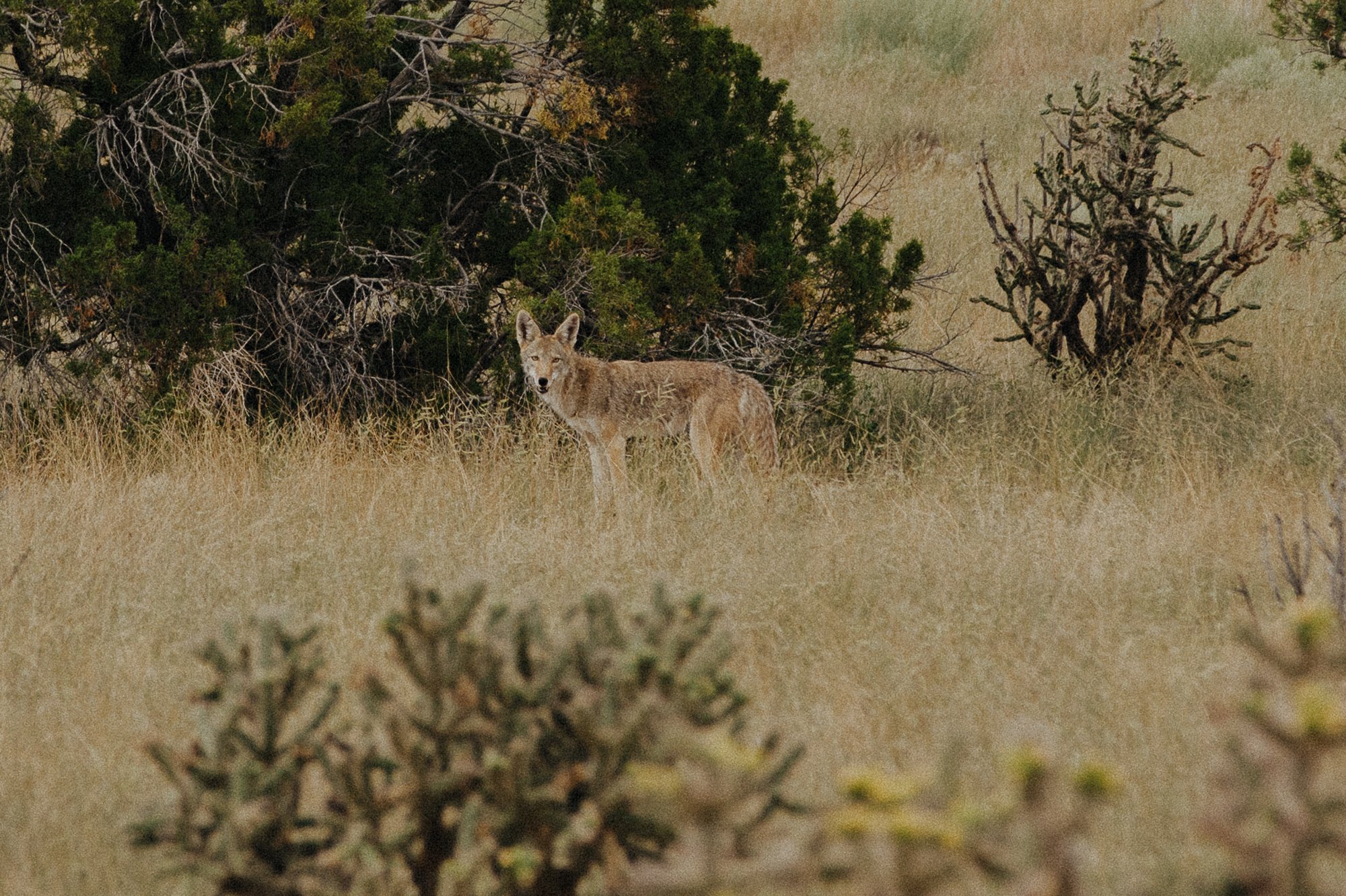 DescribeTheFauna_Dust_SombraSantaFe-41.jpg