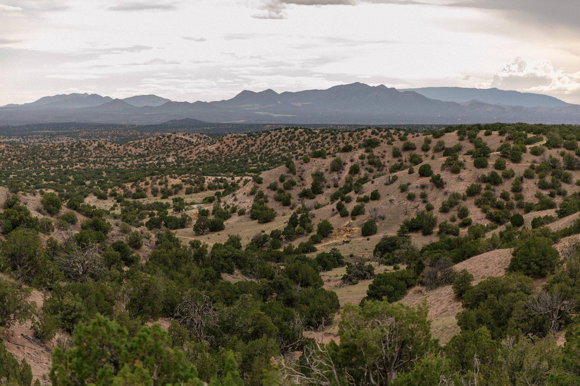 DescribeTheFauna_Dust_SombraSantaFe-47.jpg