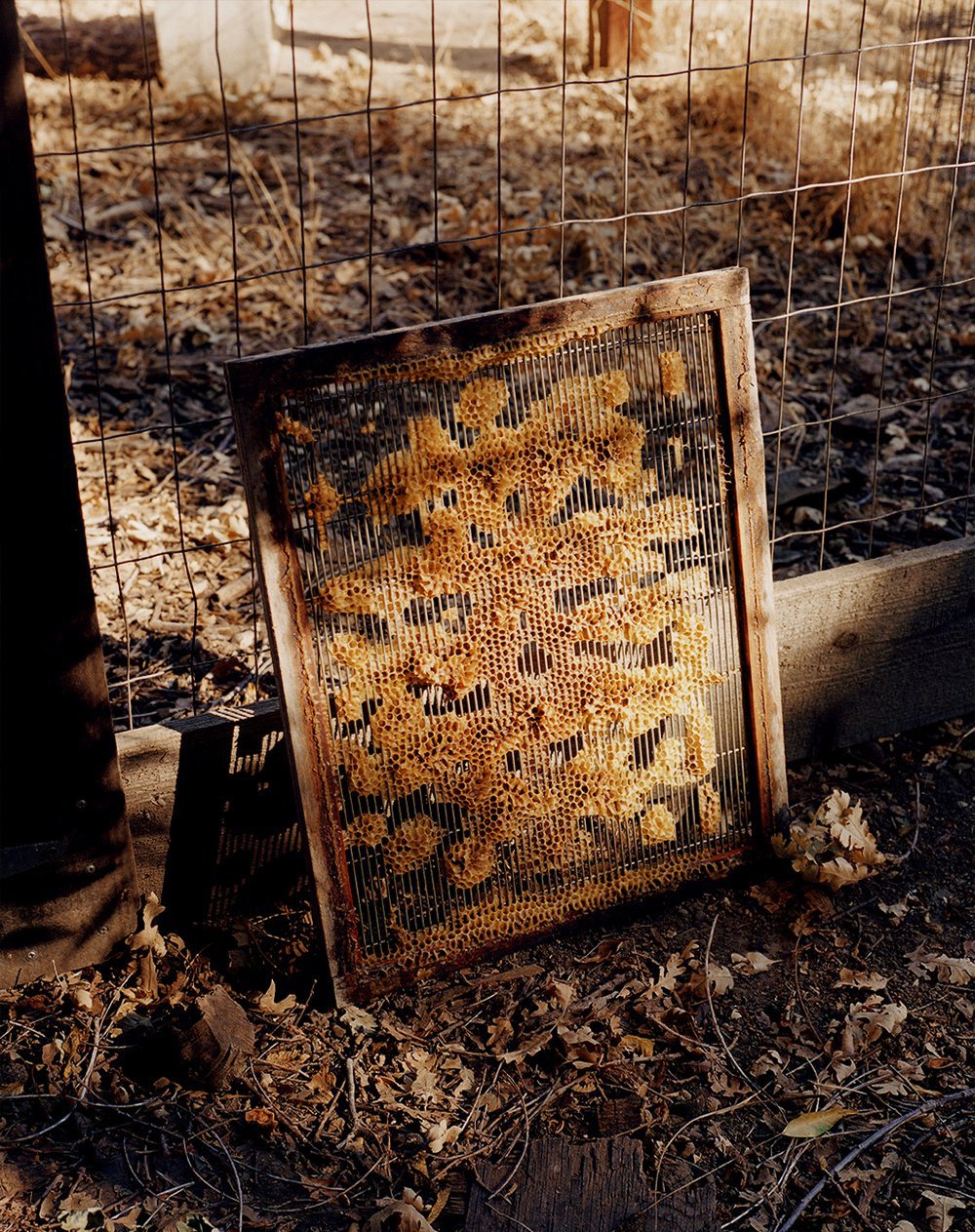 MM_NY_beehive.jpg