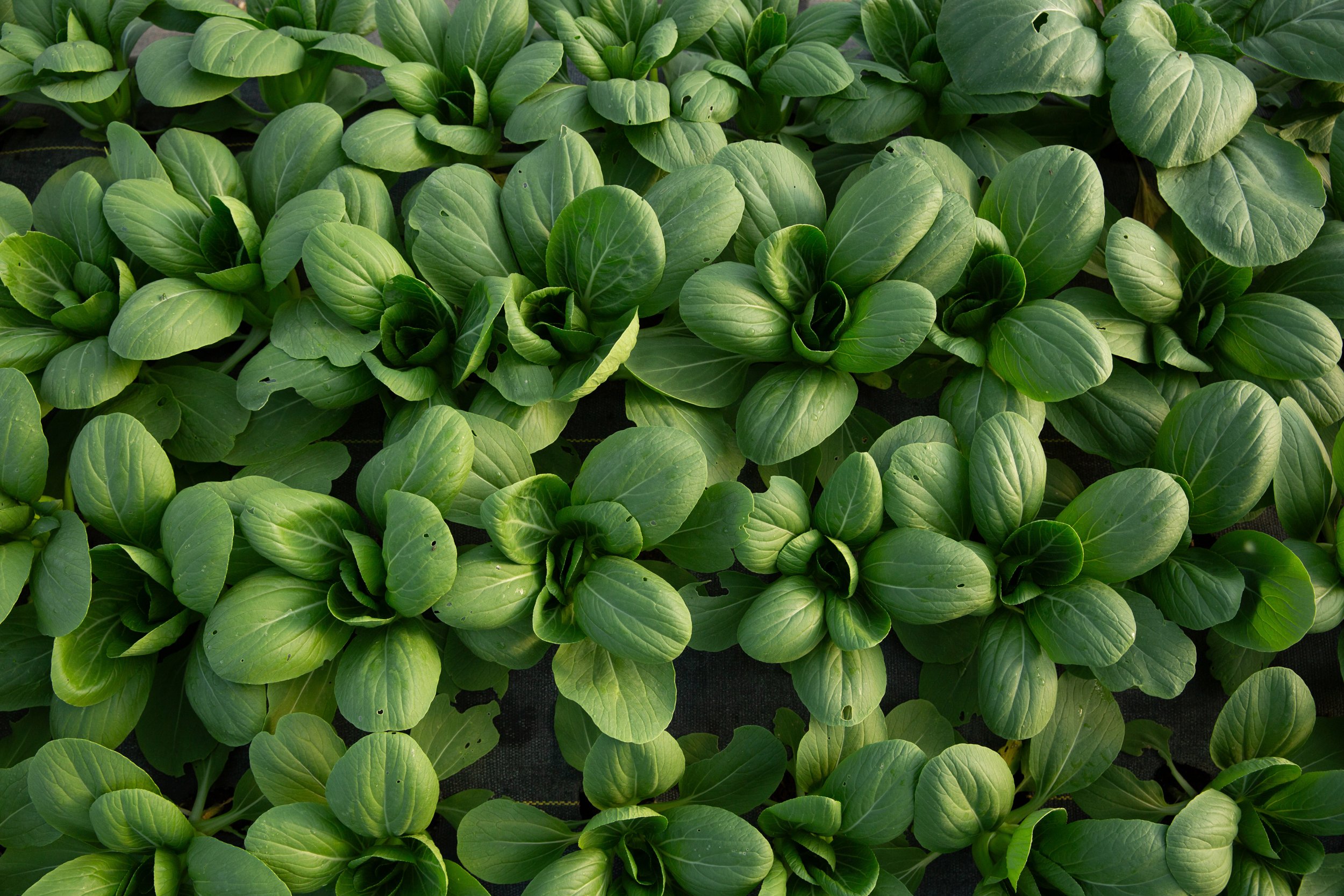 Nicol Ragland_Land Stewards_18.jpg