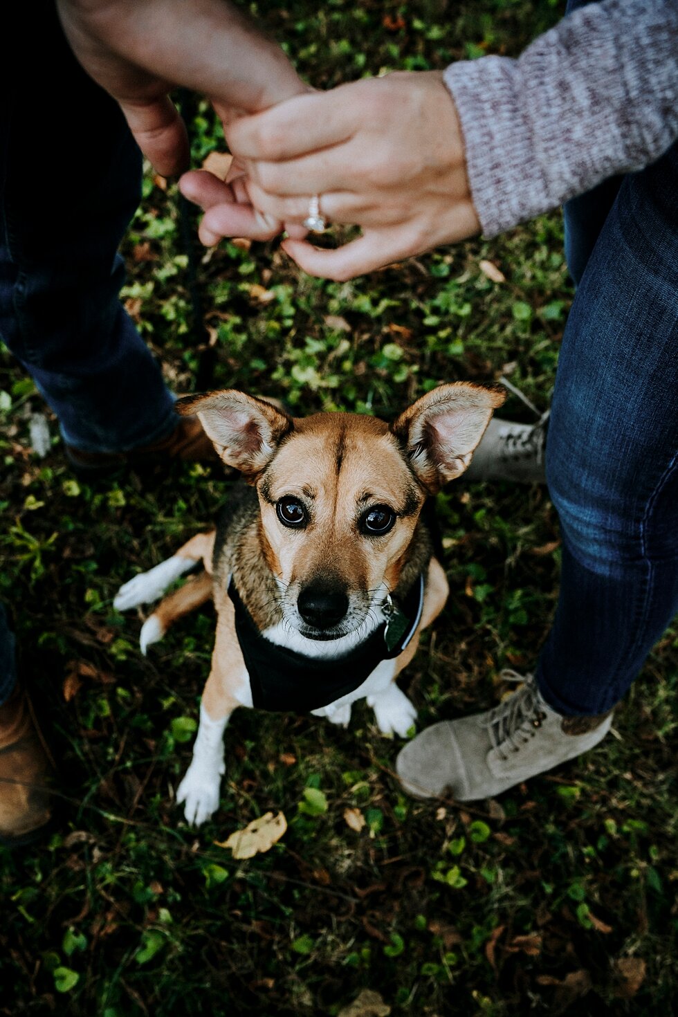  Engagement ring photo with their loyal pup perfectly posing for the camera #engagementgoals #engagementphotographer #engaged #outdoorengagement #kentuckyphotographer #indianaphotographer #louisvillephotographer #engagementphotos #savethedatephotos #