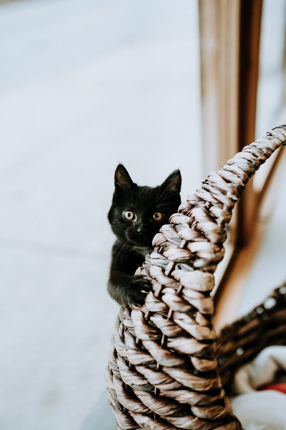  Cats often double as acrobats and are sleek and sly! #engagementgoals #proposalphotographer #engaged #photographedengagement #kentuckyphotographer #indianaphotographer #louisvillephotographer #proposalphotos #savethedatephotos #popthequestion #shesa