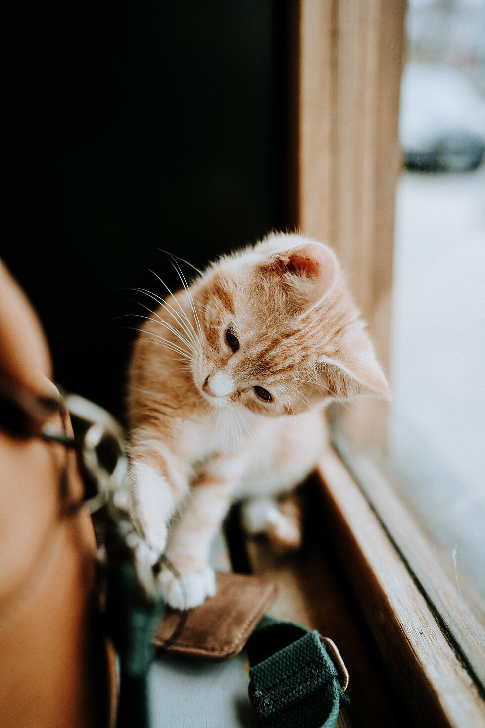  Sweet kittens waiting for people to come play with them at The Purrfect Day Cafe! #engagementgoals #proposalphotographer #engaged #photographedengagement #kentuckyphotographer #indianaphotographer #louisvillephotographer #proposalphotos #savethedate