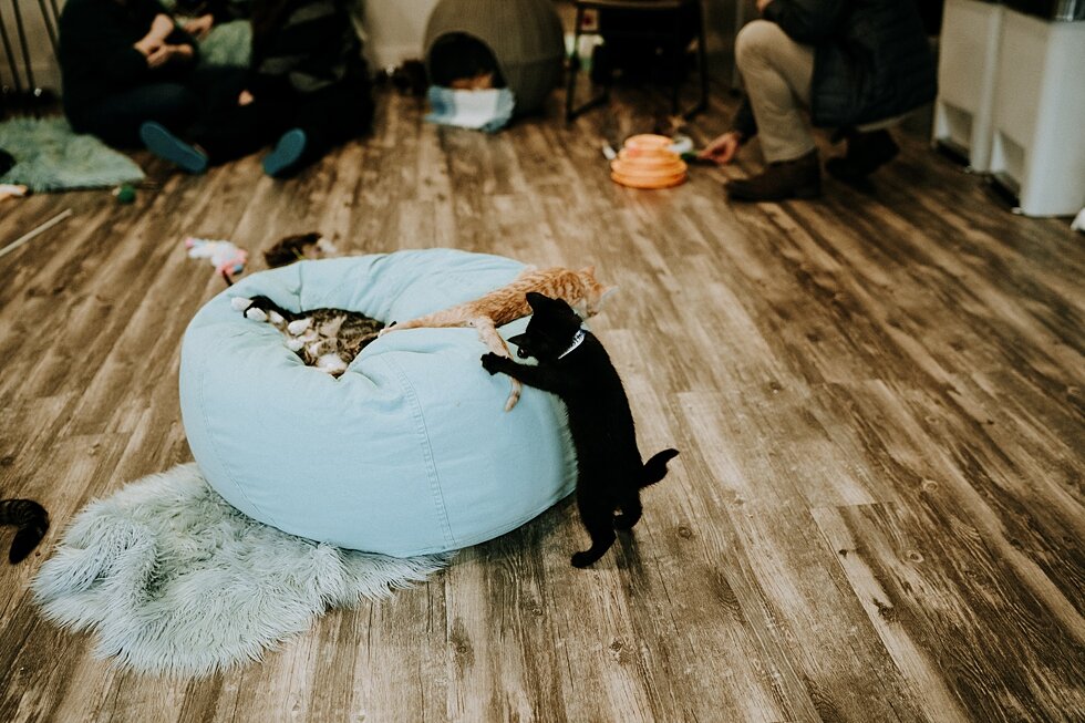  Surprise proposal venue that lets you play with kittens? DEAL! #engagementgoals #proposalphotographer #engaged #photographedengagement #kentuckyphotographer #indianaphotographer #louisvillephotographer #proposalphotos #savethedatephotos #popthequest