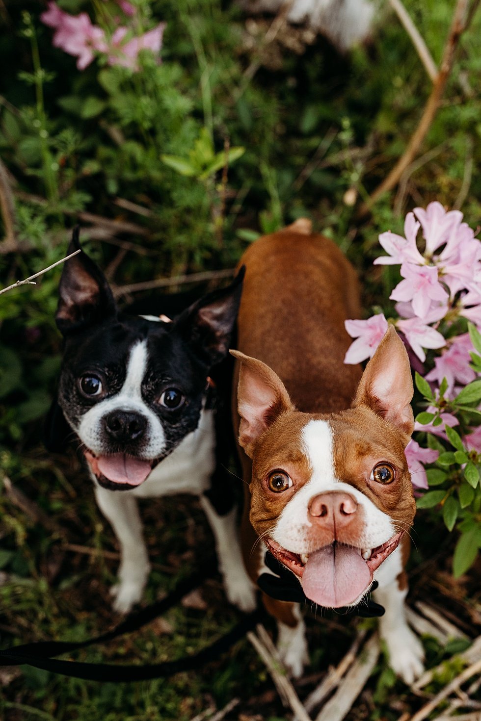  Spring engagement session with dogs at Bernheim Forest 