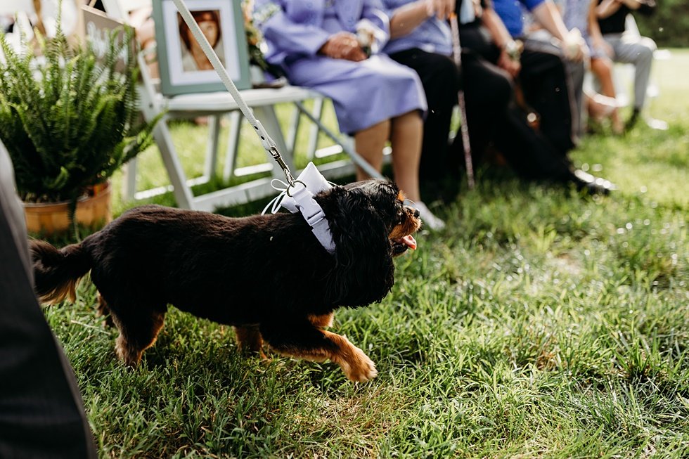  Puppy ring bearer. Outdoor summer wedding at Villwock Farms , Edwardsport, IN 