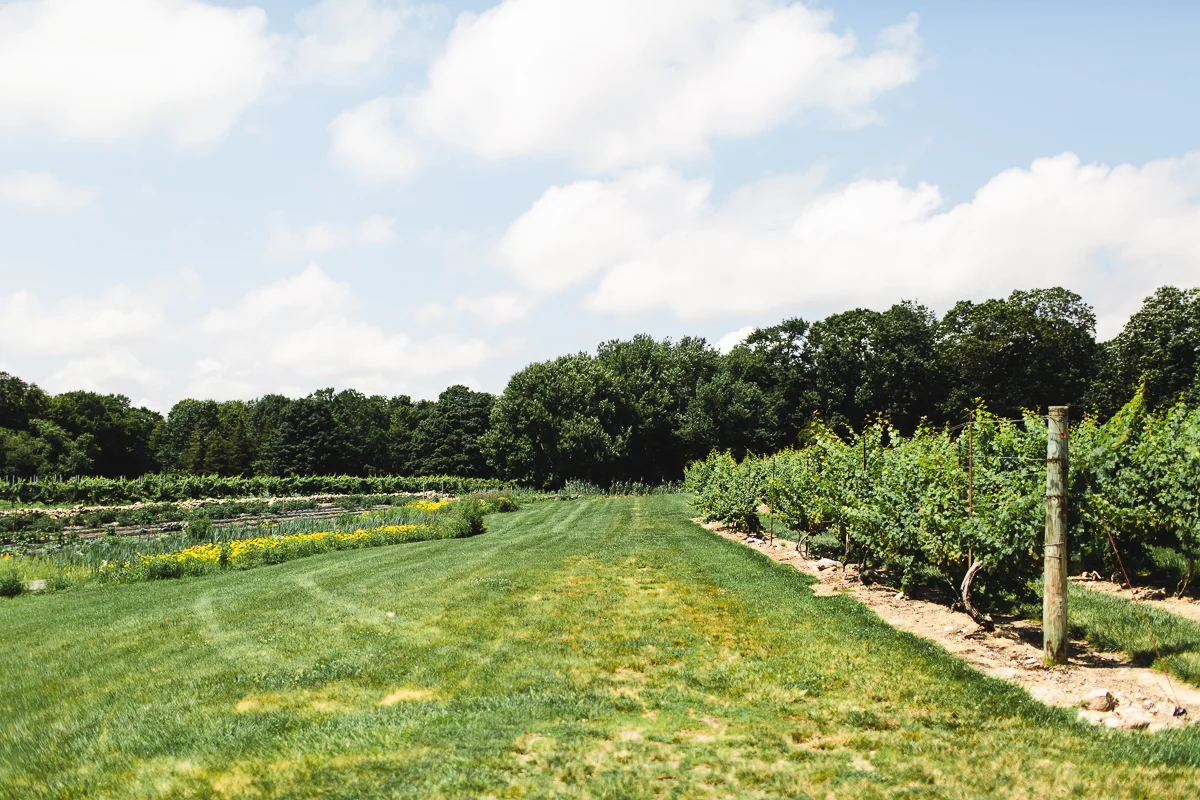 chamard-vineyards1.jpg