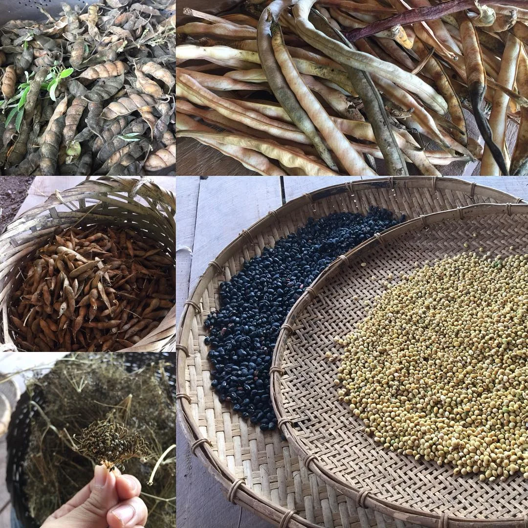 I dreamed to harvest some beans and spices from the garden. And now I am living in my dream.
