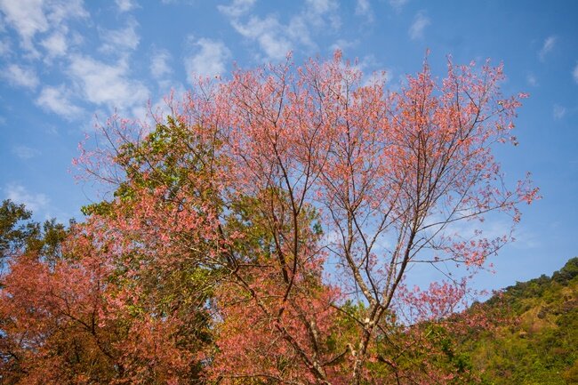 Things-to-do-in-Nan-Thailand-Chomphu-Phu-Kha-blossoms-at-Doi-Phu-Kha-National-Park.jpg