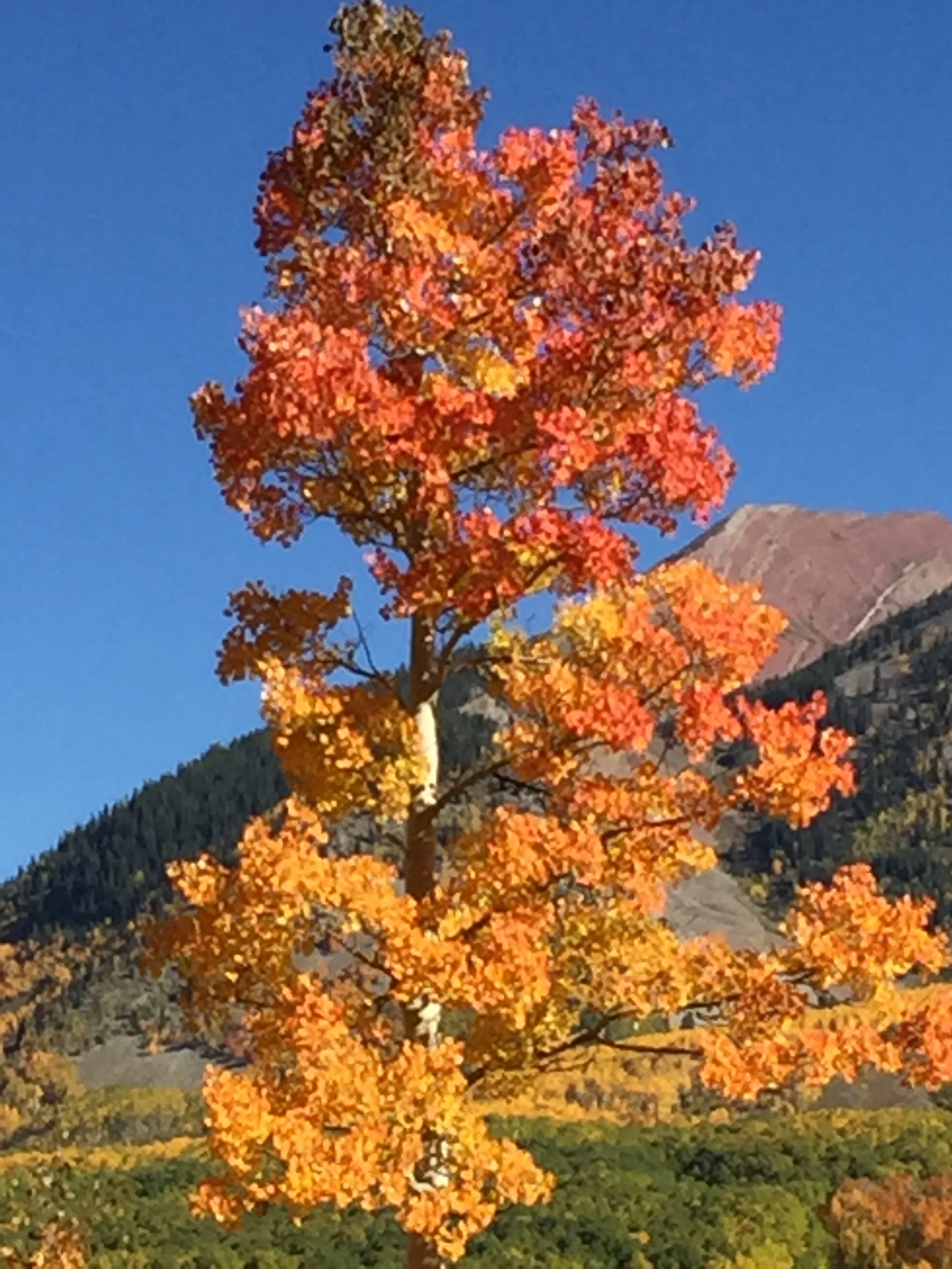 Fall Colors and New Challenges
