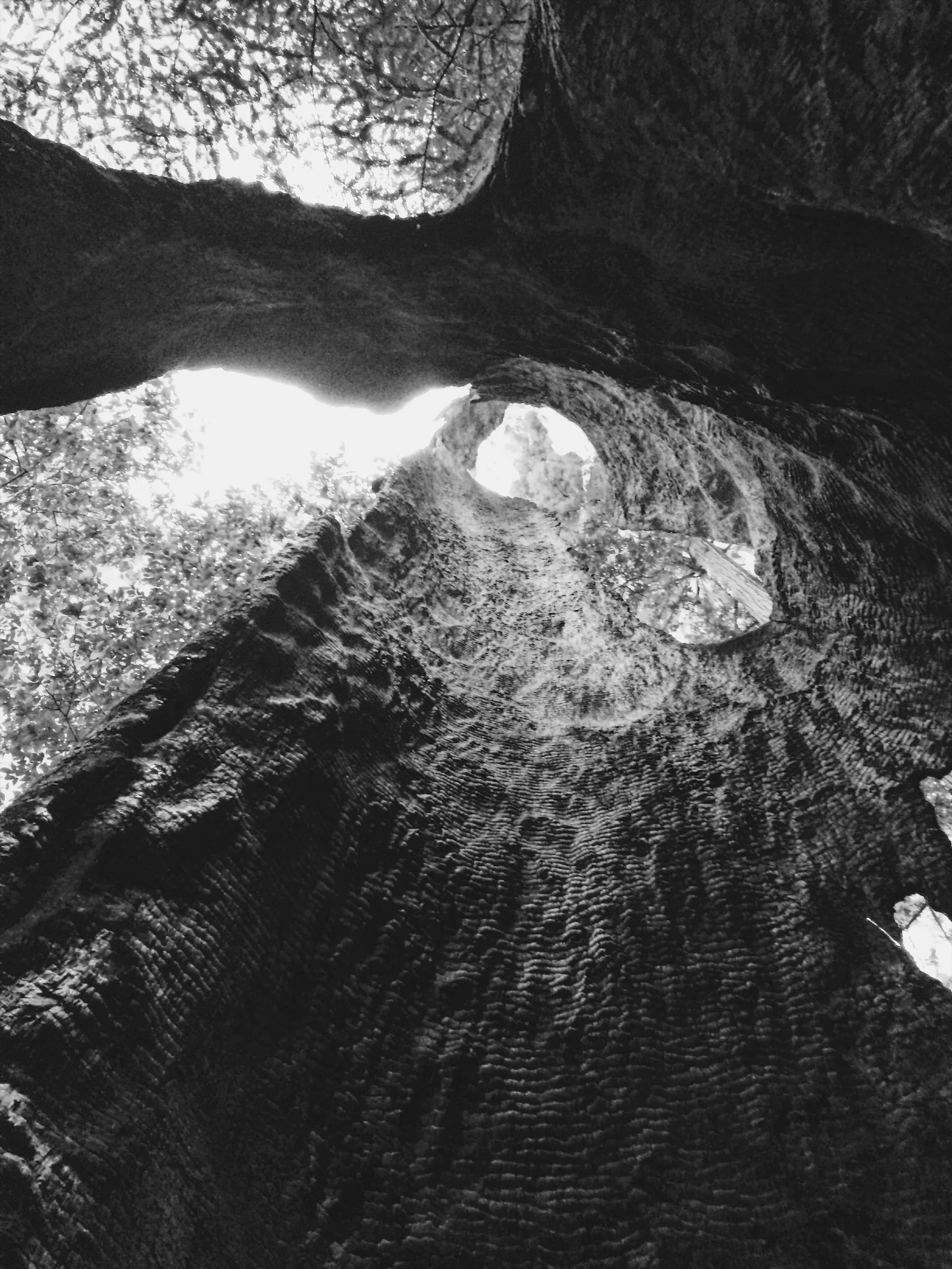 Shell of a Redwood Tree in Big Basin Redwoods State Park