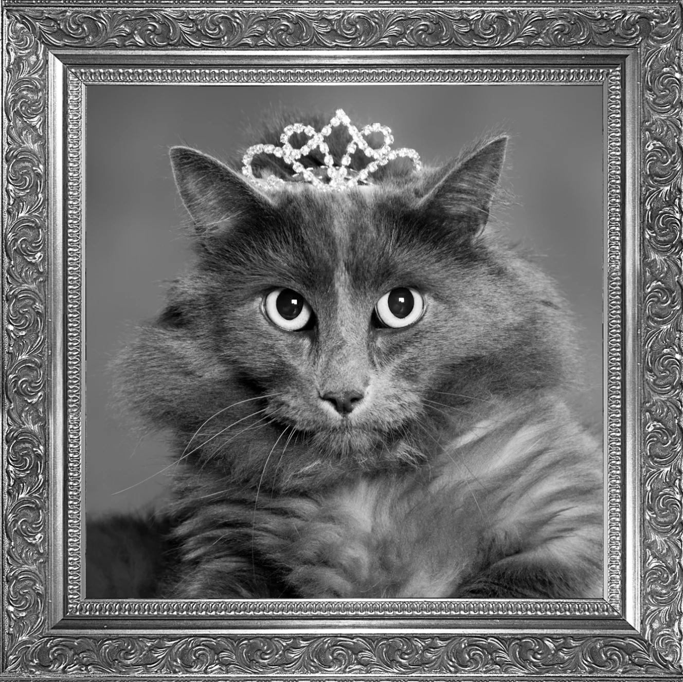 Cat Full Pg.jpg