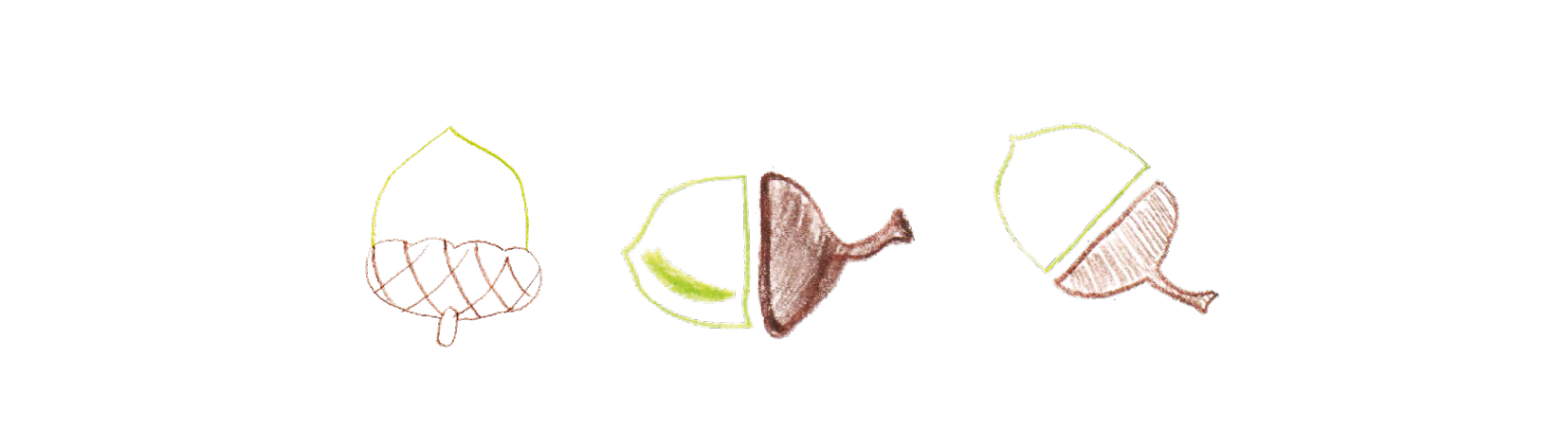 ACORNS.png