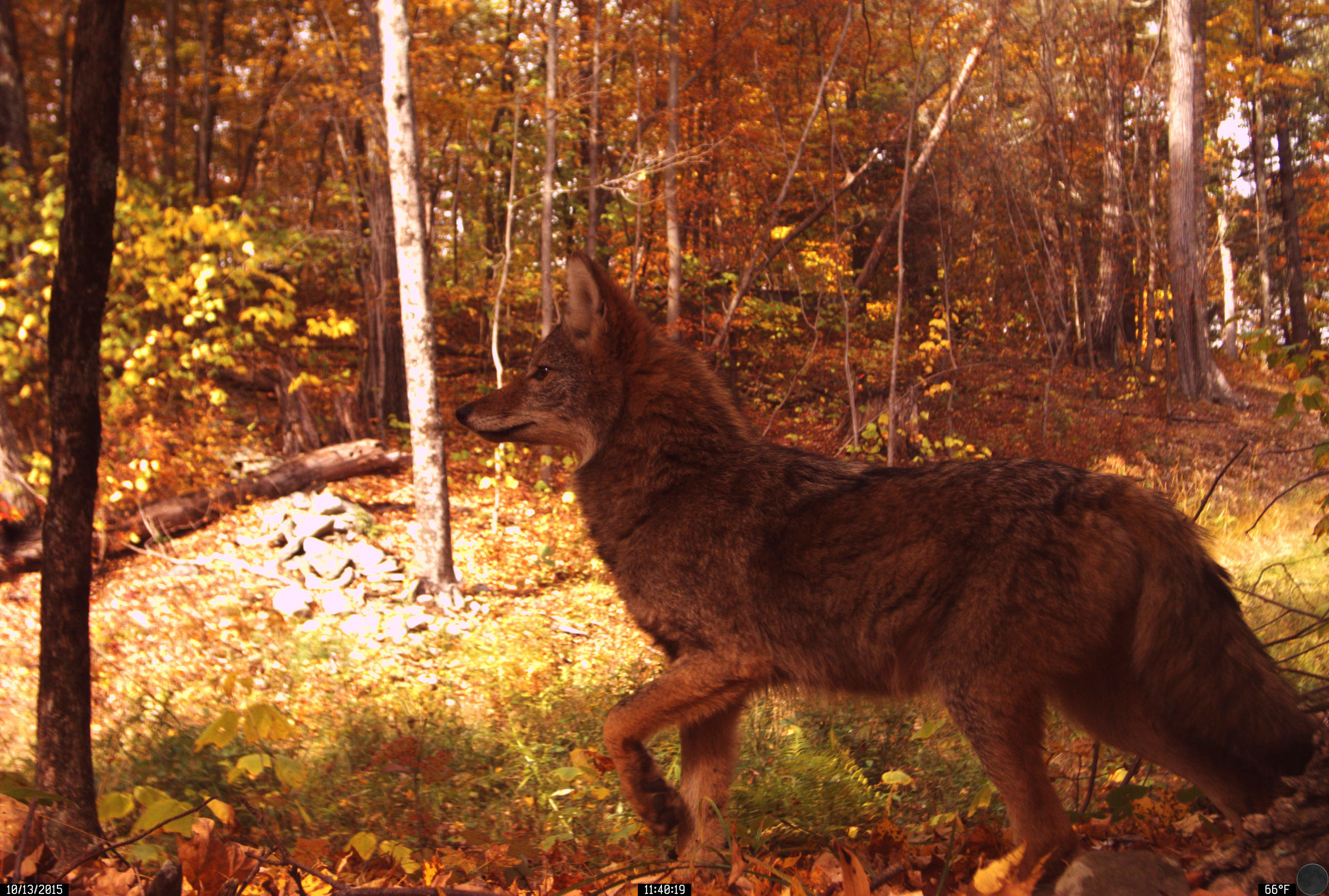 p_001672-coyote fall.jpg