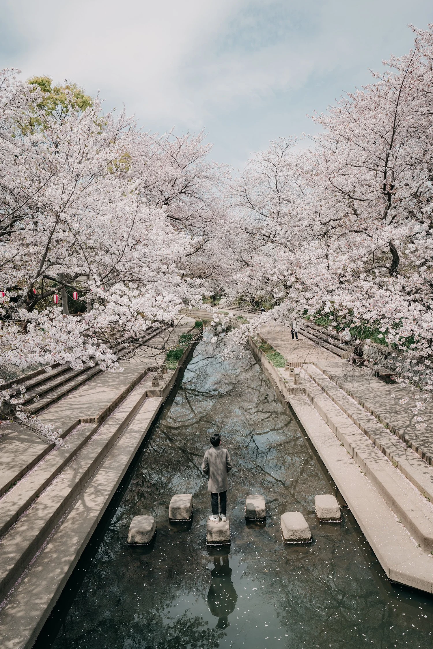 #3 – Japan Cherry Blossoms Saitama