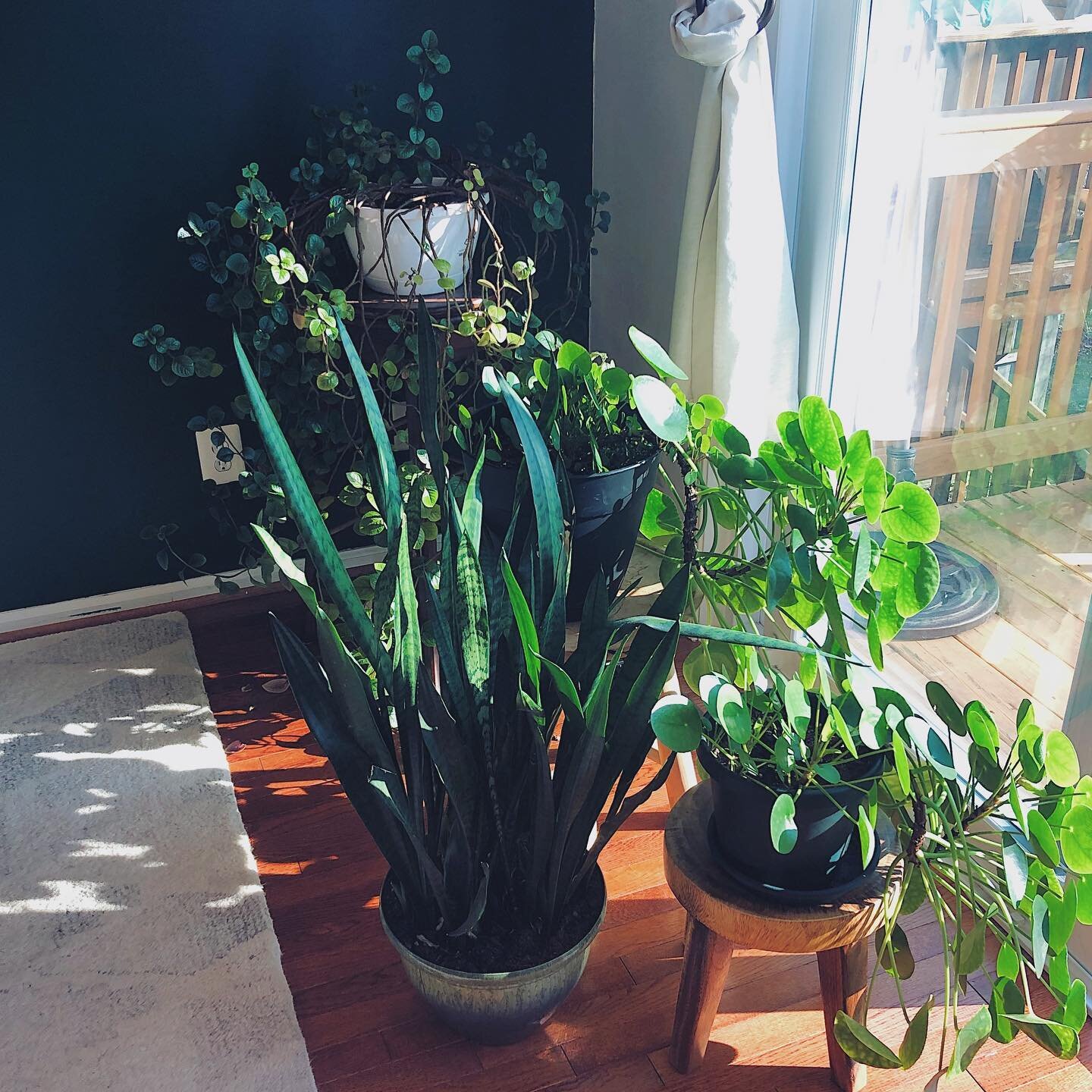 Green Babies
🌱 Sansevieria // Snake Plant
🌱 Pilea Peperomioides // Money Plant
🌱 Plectranthus verticillatus // Swedish Ivy
.
.
.
I love this green corner. We don&rsquo;t have too many spaces in our house that get a lot of natural light so this are