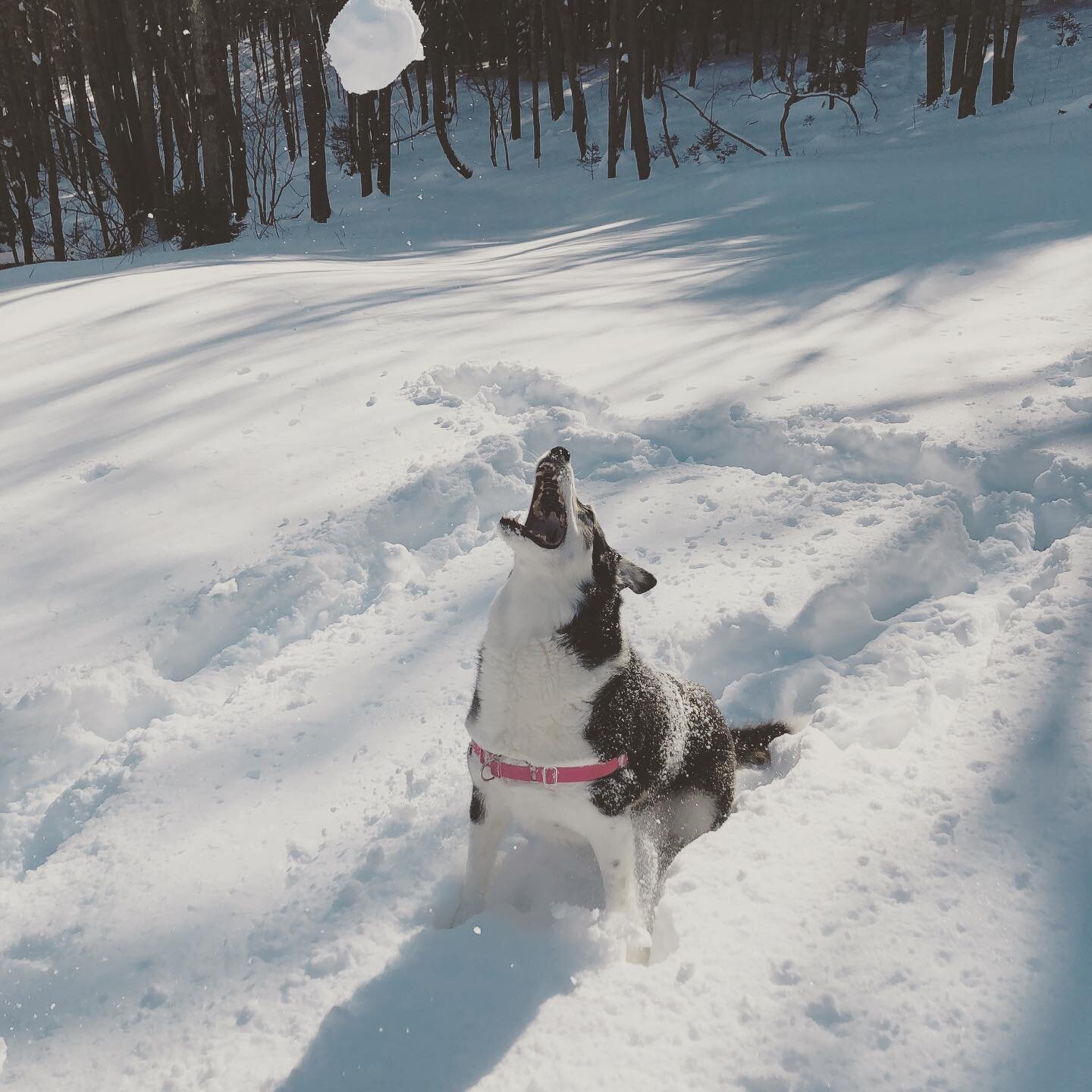 Saying goodbye to Winter ❄️

#bordercollie #latergram #dogsofinsta #outdooradventures #snowdog #snowdays