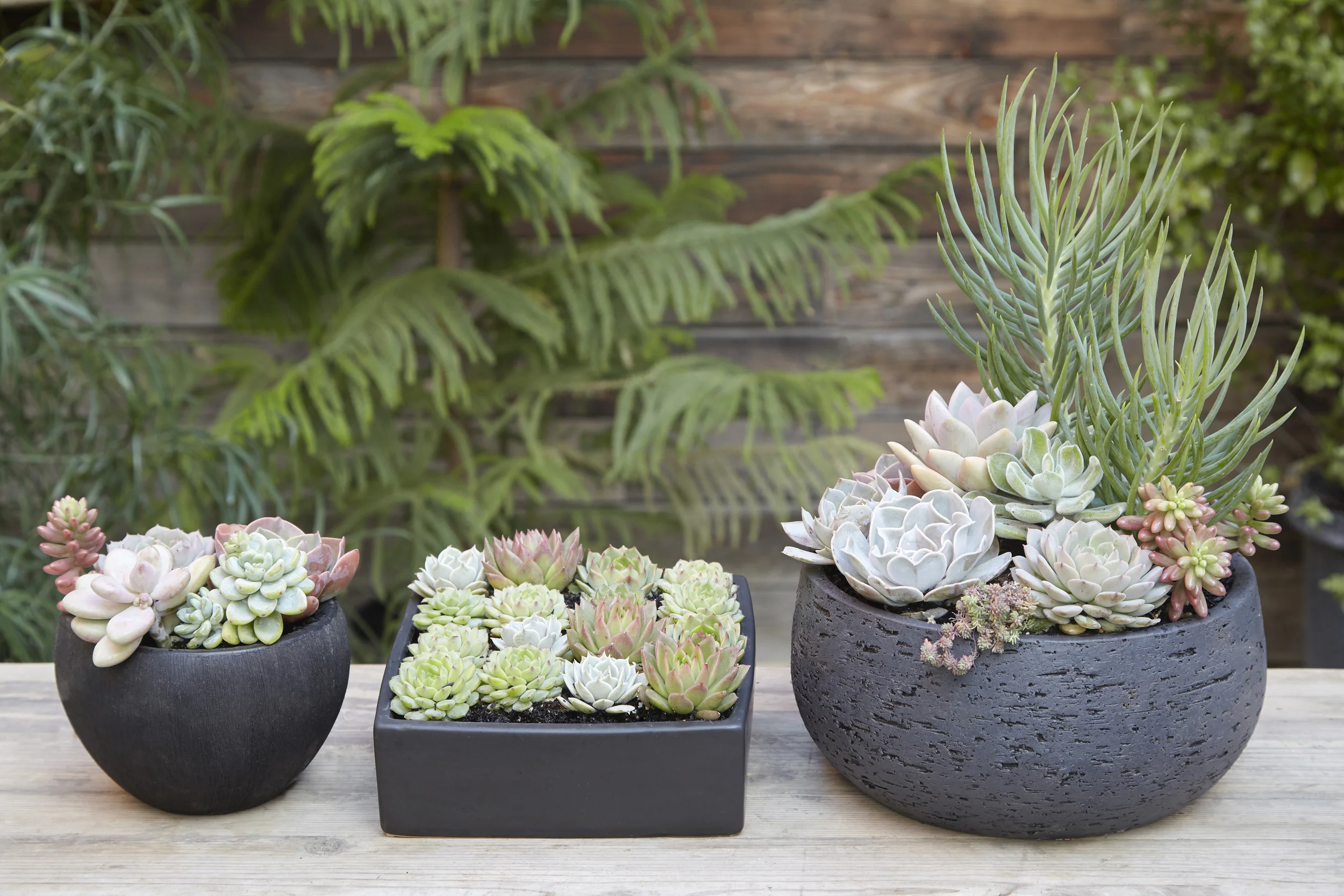 Flora Grubb Gardens Potting Bench Succulents.jpg